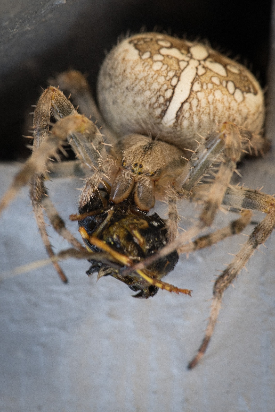 Sigma 70-200mm F2.8 EX DG Macro HSM II sample photo. Cross spider photography