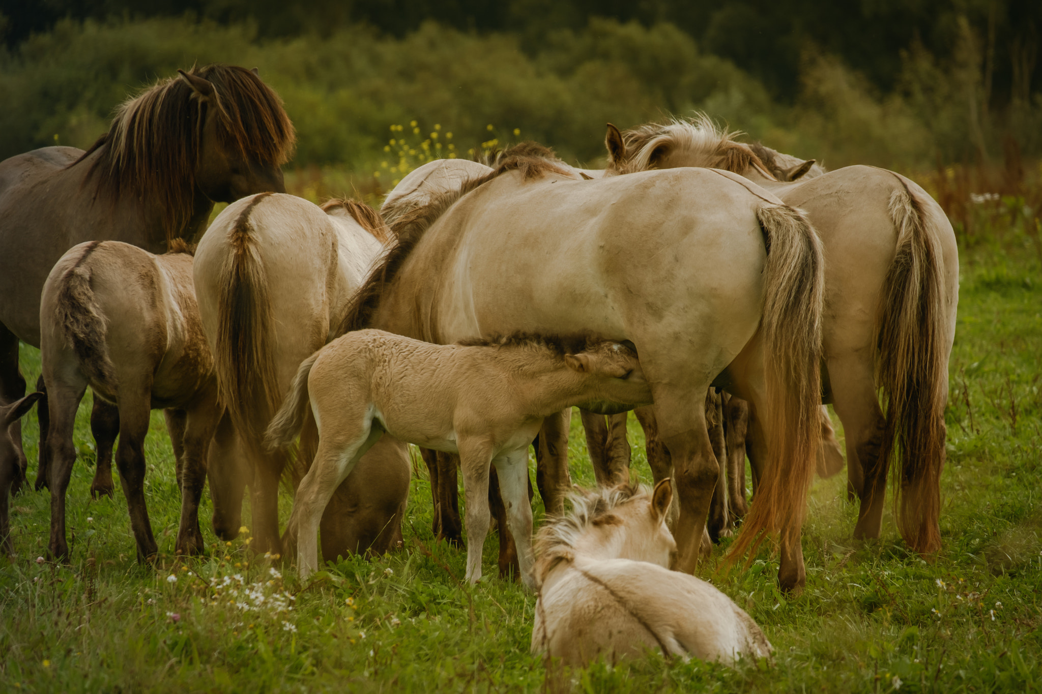 Fujifilm X-Pro2 + Fujifilm XC 50-230mm F4.5-6.7 OIS sample photo. Konik horses photography