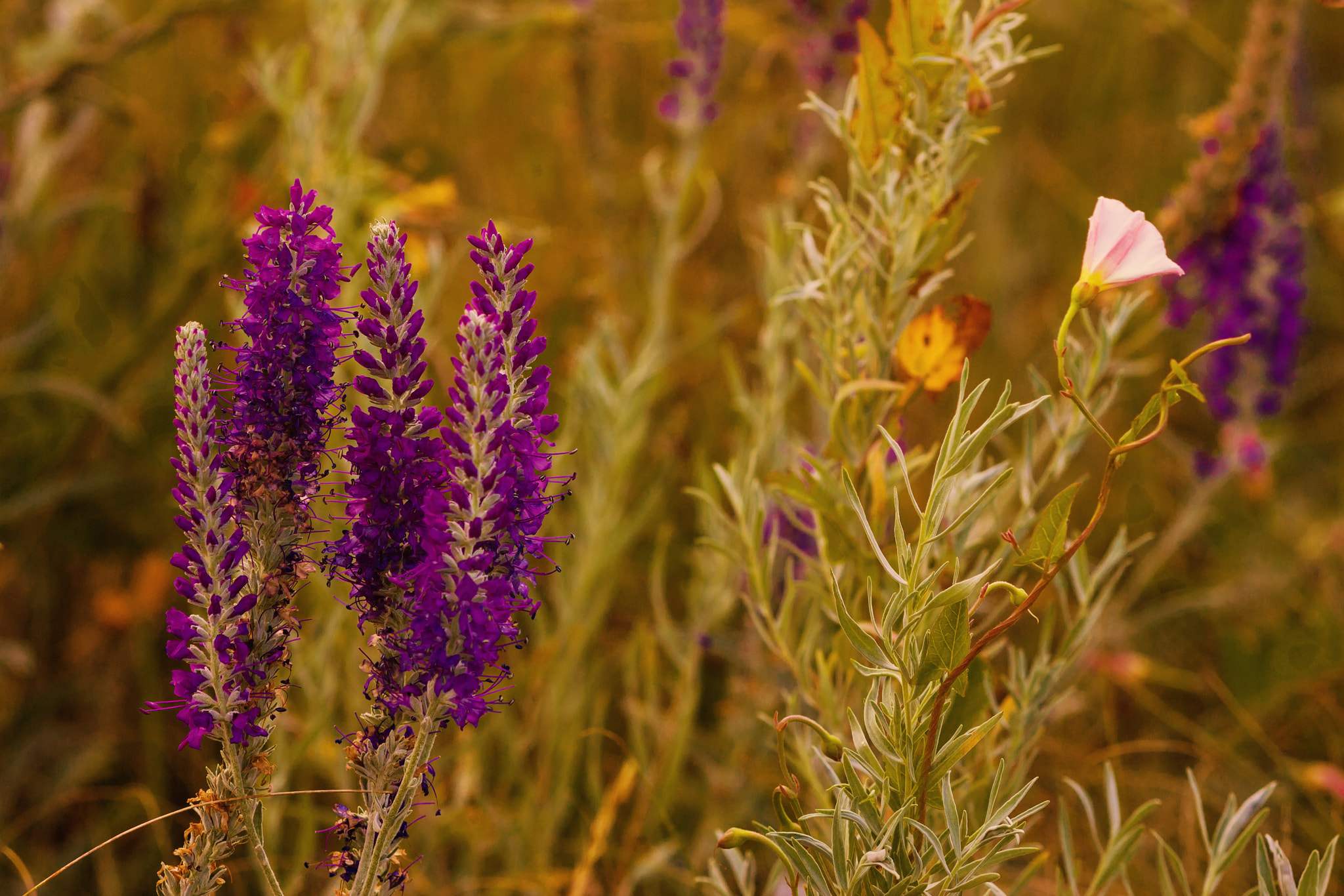 Sigma 105mm F2.8 EX DG Macro sample photo. *** photography