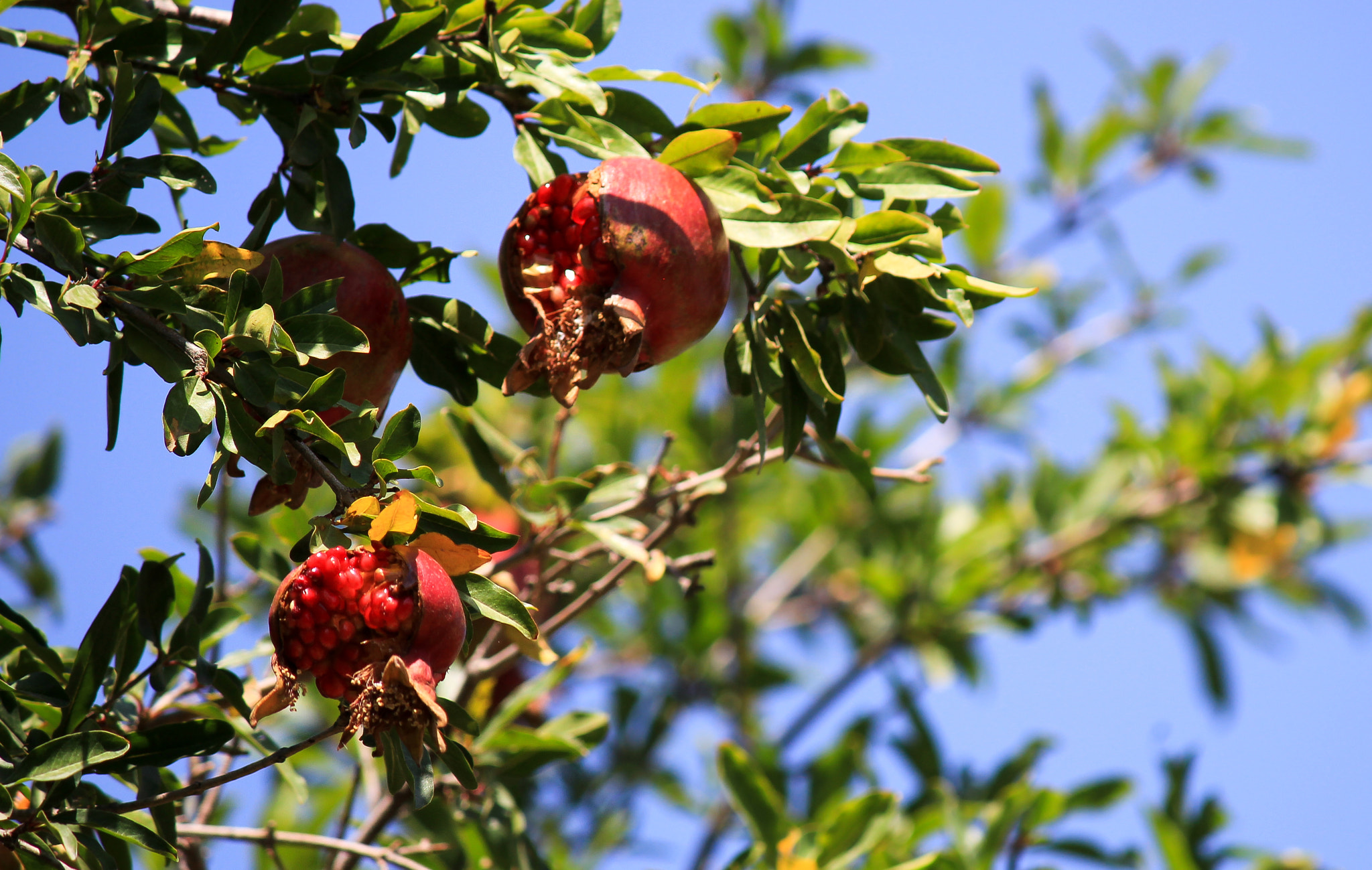 Canon EOS 550D (EOS Rebel T2i / EOS Kiss X4) sample photo. Pomegranate photography