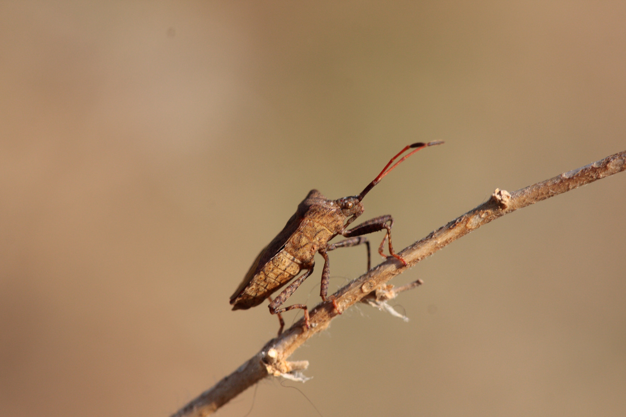 Canon EOS 40D sample photo. Img photography