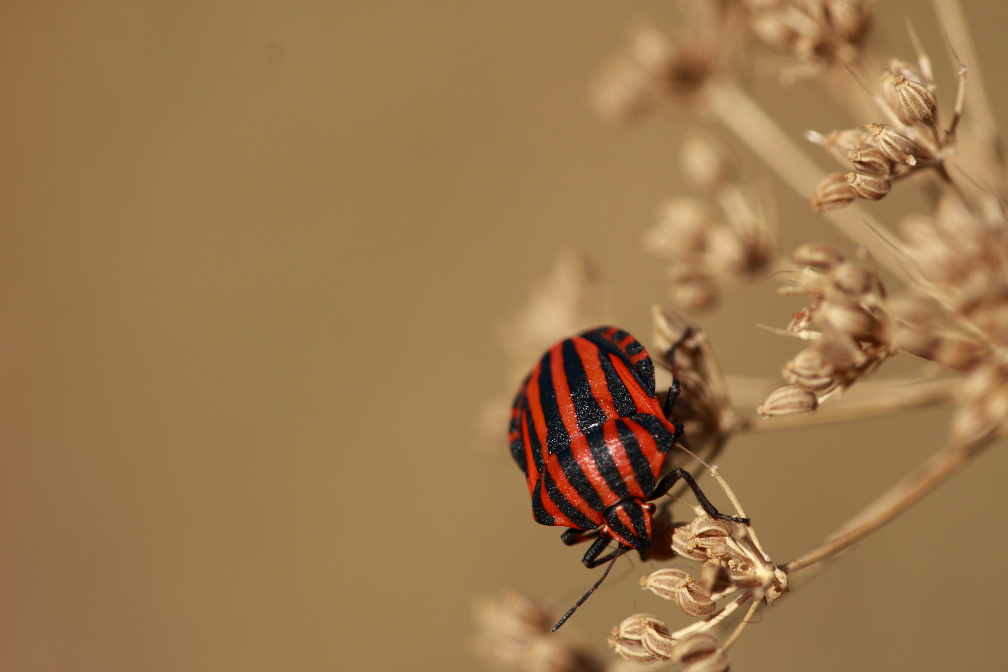 Canon EOS 40D sample photo. Img photography
