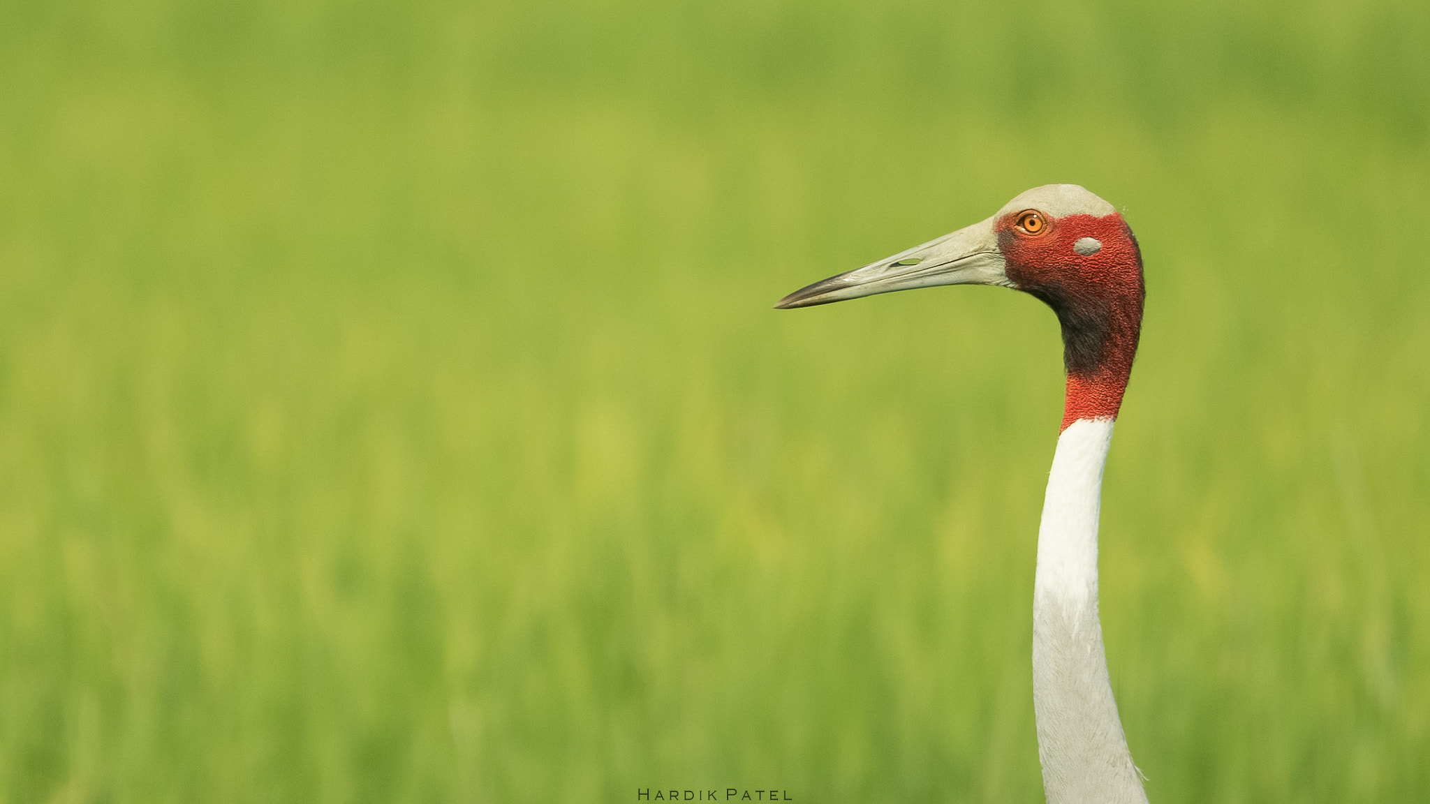 Nikon D5 sample photo. Sarus crane photography