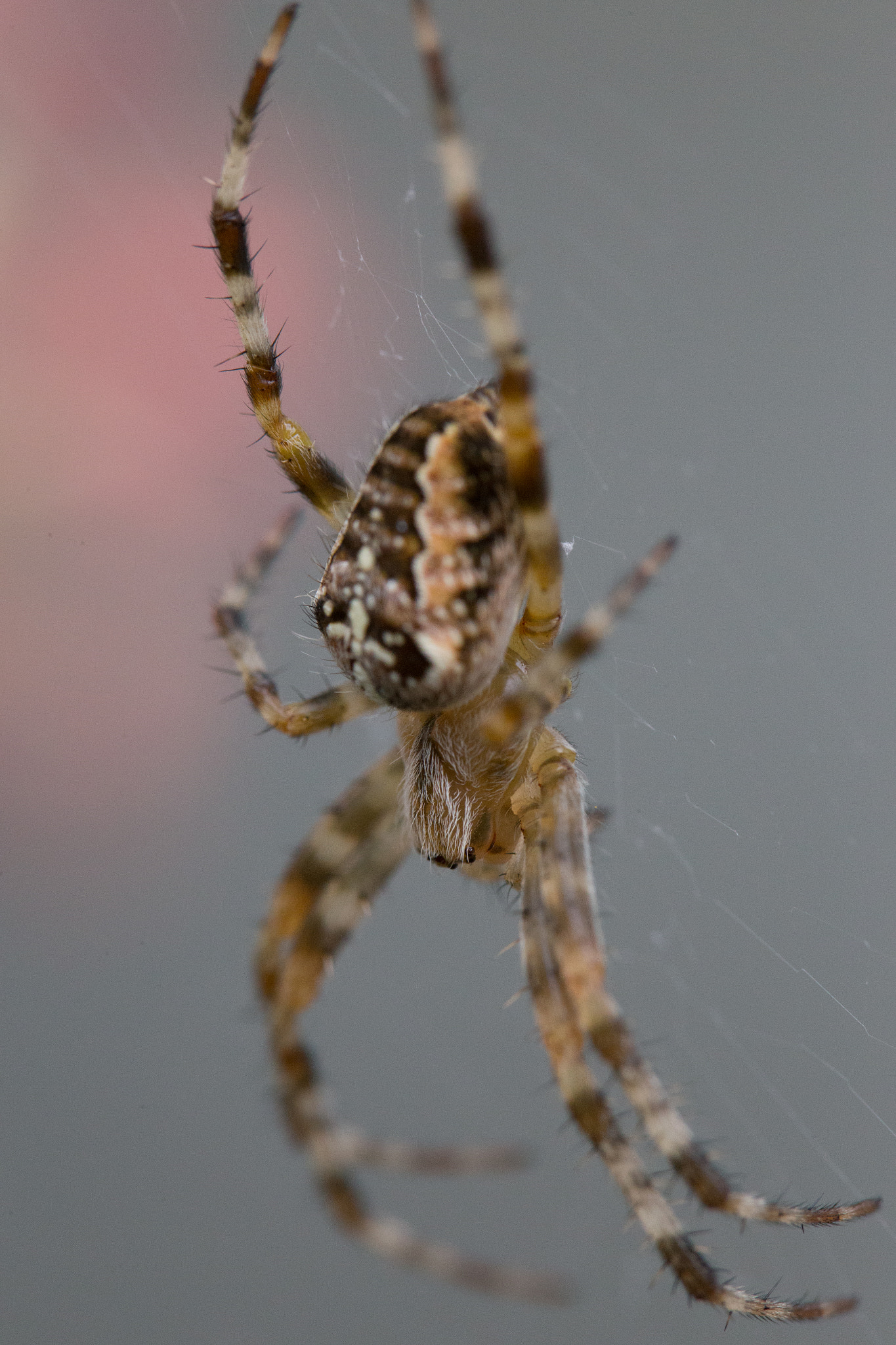 Tamron SP AF 60mm F2 Di II LD IF Macro sample photo. Look me in the eyes and tell me i'm beautiful photography