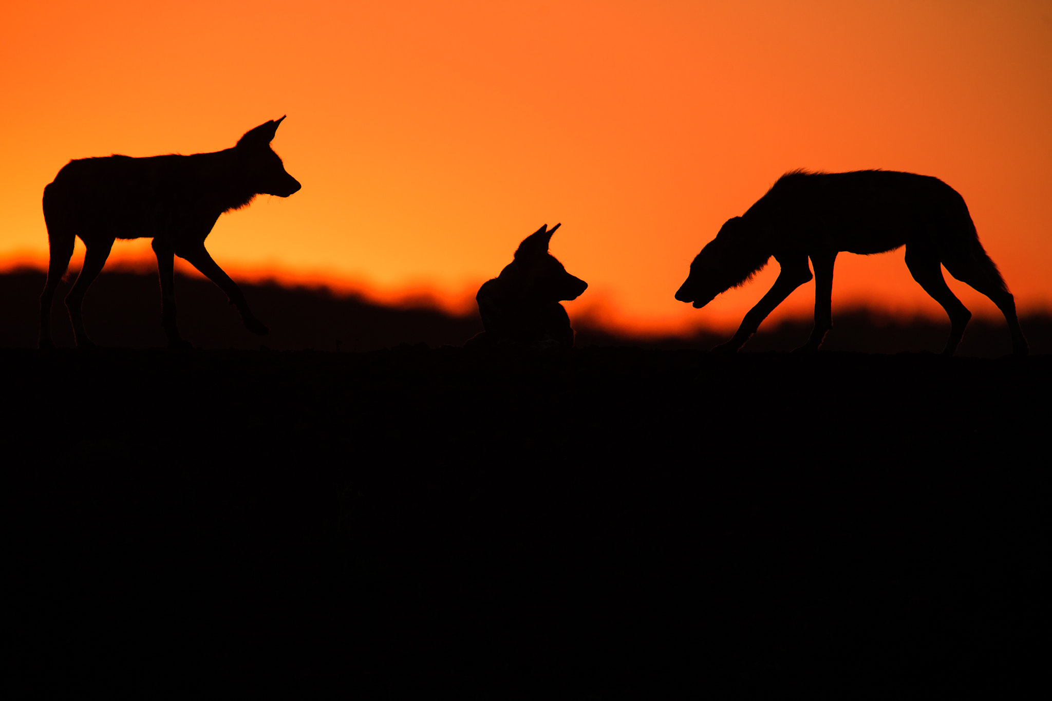 Canon EF 300mm F2.8L IS II USM sample photo. African wild dog photography