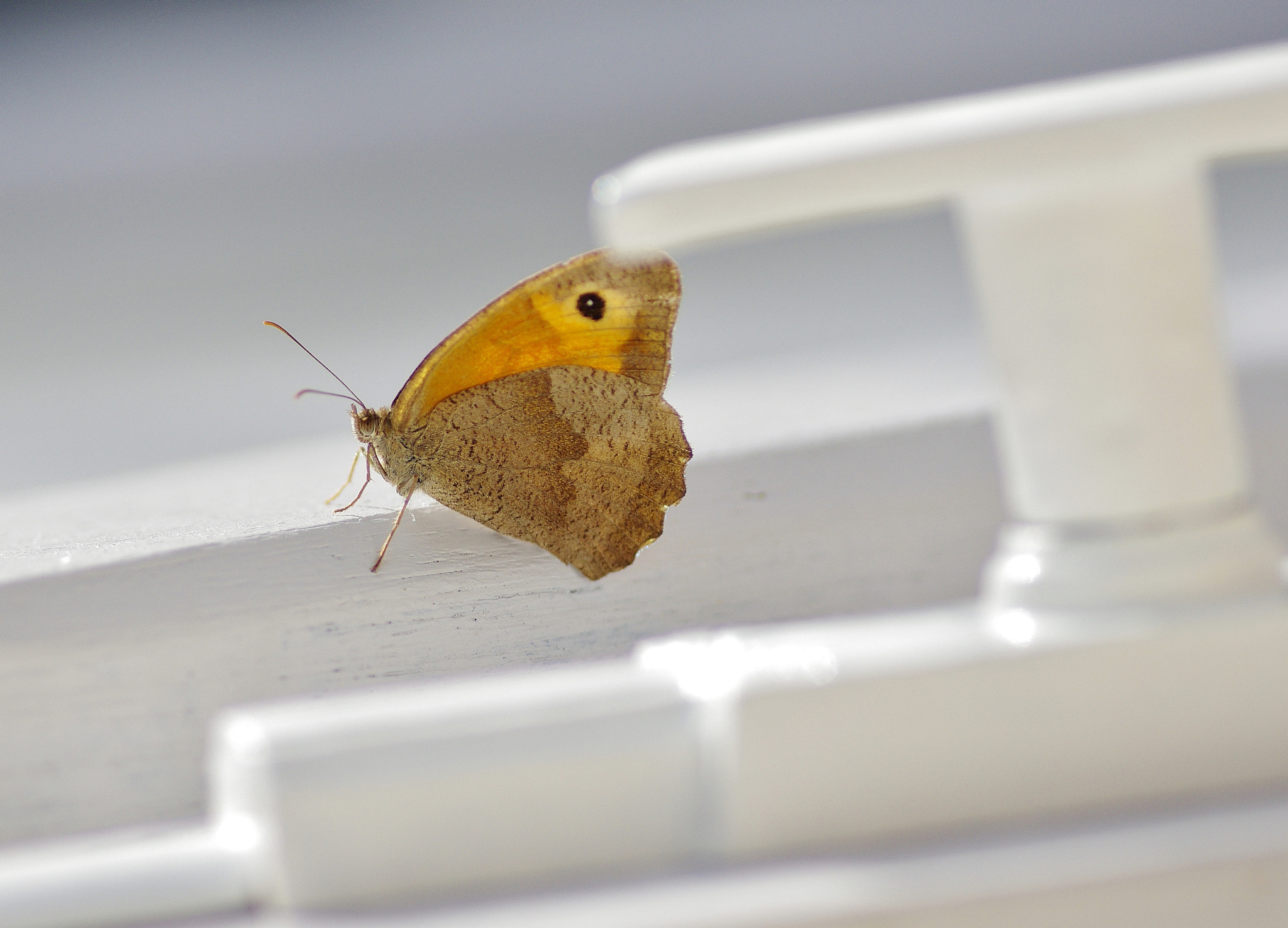 Pentax K-5 IIs sample photo. On the door photography