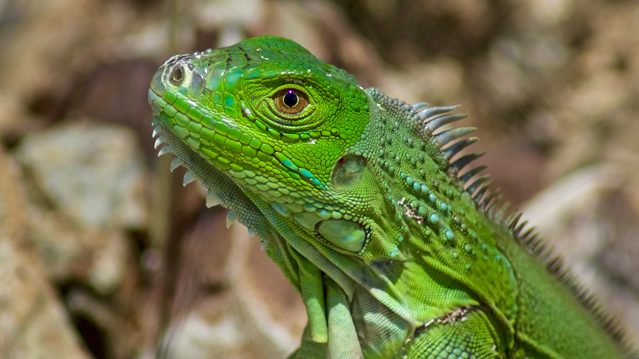 Pentax K-3 sample photo. Green iguana photography