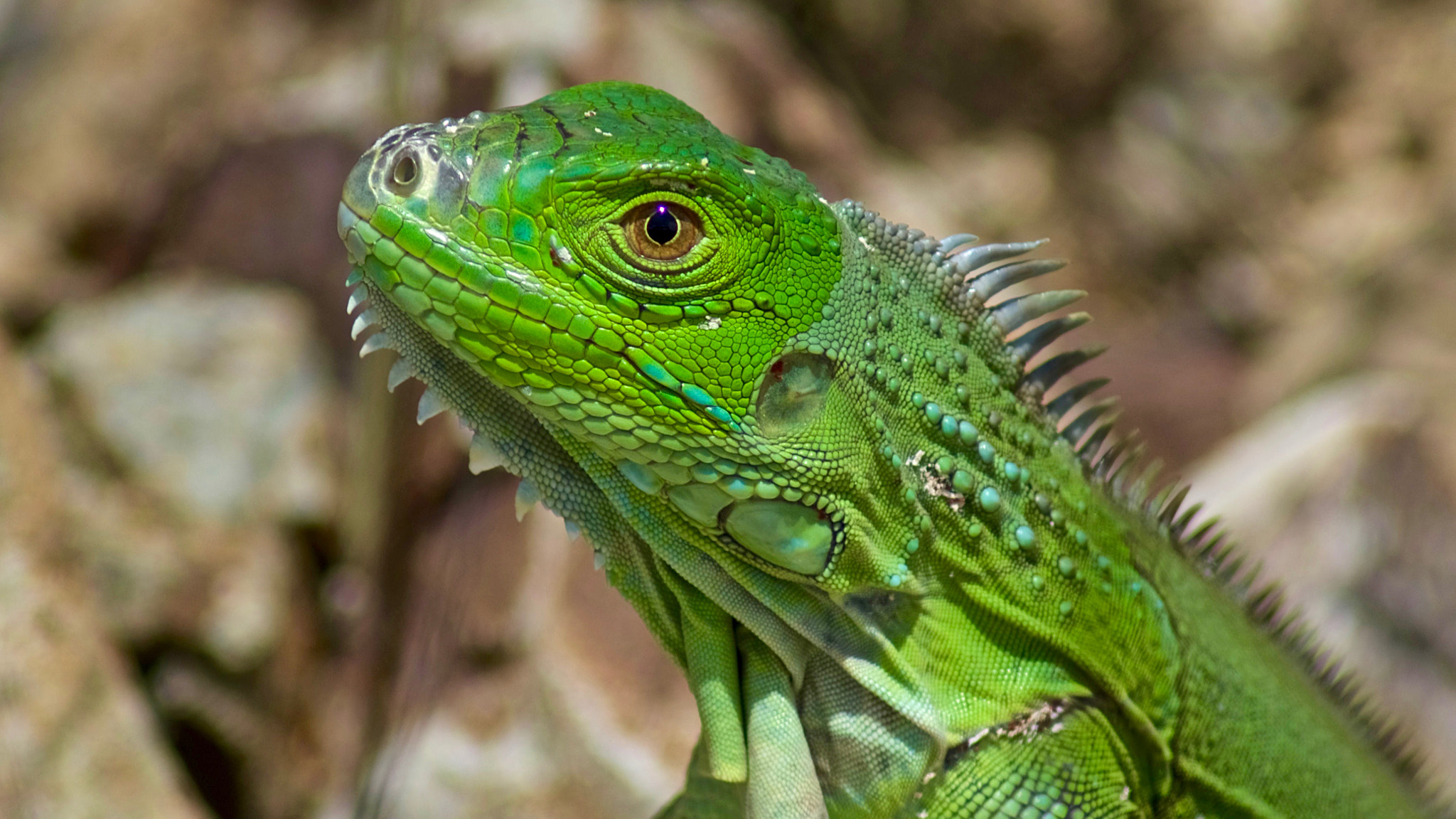 Pentax K-3 + Tamron AF 70-300mm F4-5.6 Di LD Macro sample photo. Green iguana photography