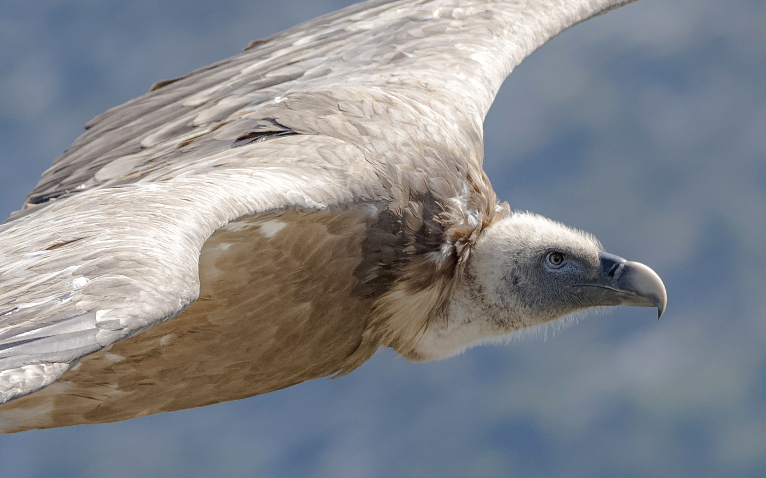 Sigma 150-600mm F5-6.3 DG OS HSM | C sample photo. Trc photography