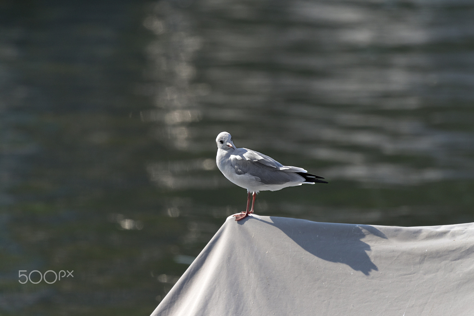 Canon EOS 500D (EOS Rebel T1i / EOS Kiss X3) sample photo. Seagull photography