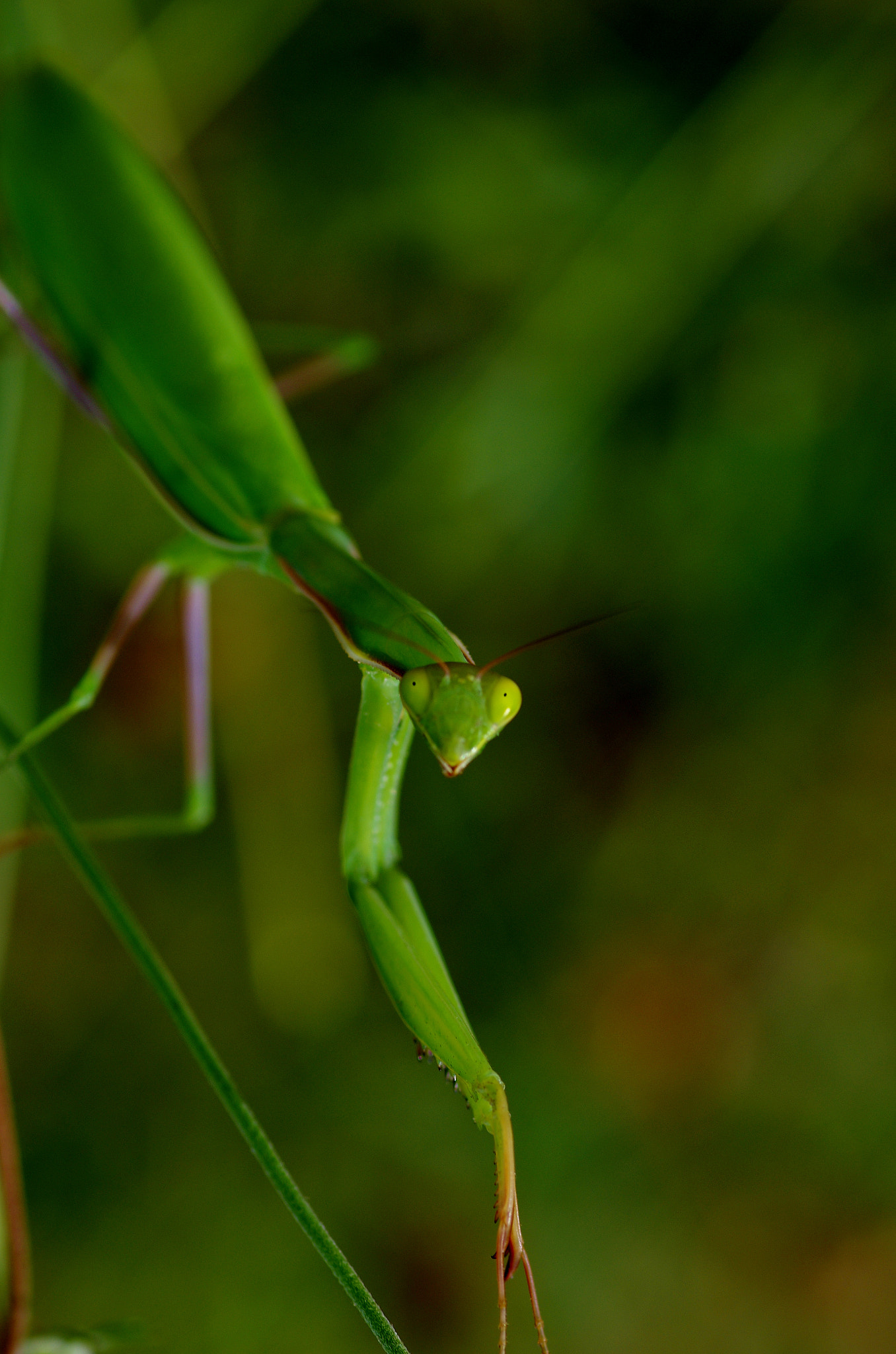 Pentax K-5 IIs sample photo. Damned photography