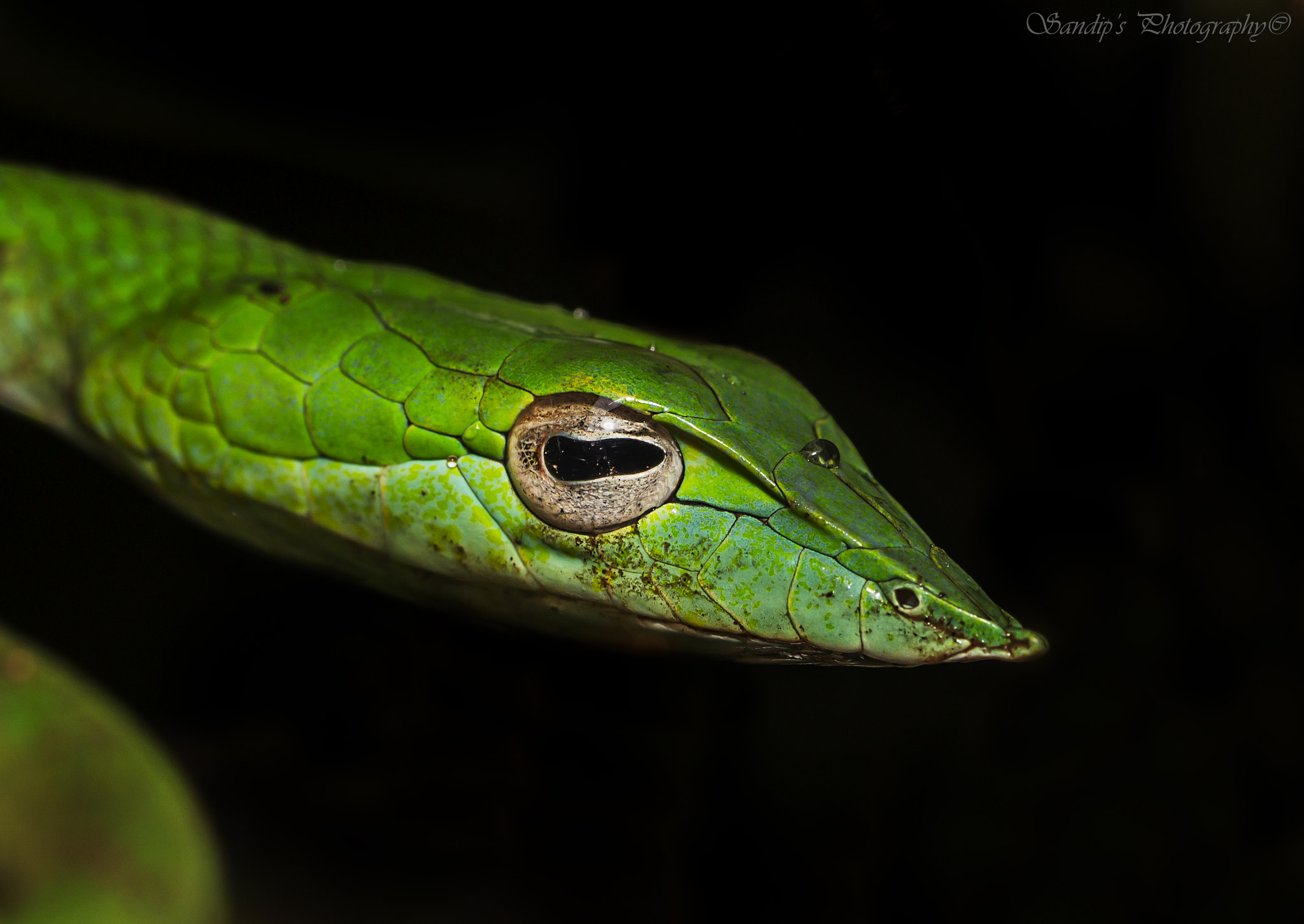 Canon EOS 600D (Rebel EOS T3i / EOS Kiss X5) + Tamron SP AF 90mm F2.8 Di Macro sample photo. Green vine snake: close up..... photography