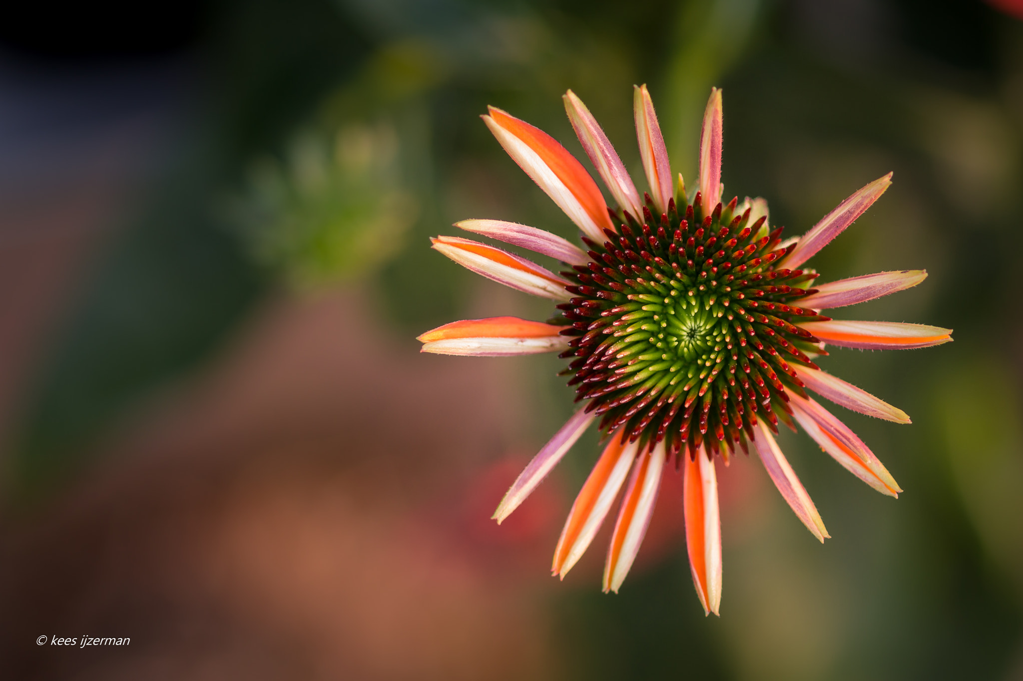 Sony SLT-A77 + Sony 100mm F2.8 Macro sample photo. Pallida. photography