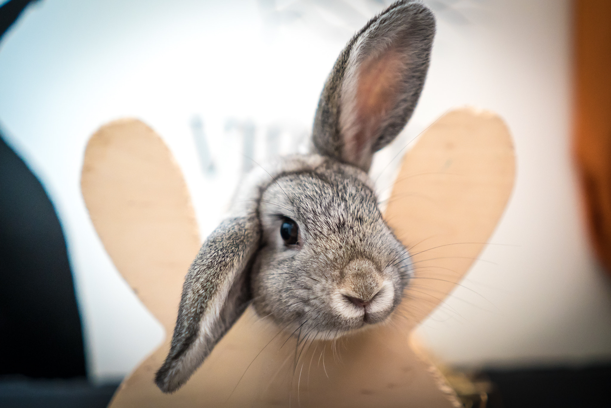Sony FE 28mm F2 sample photo. Hello :-) photography