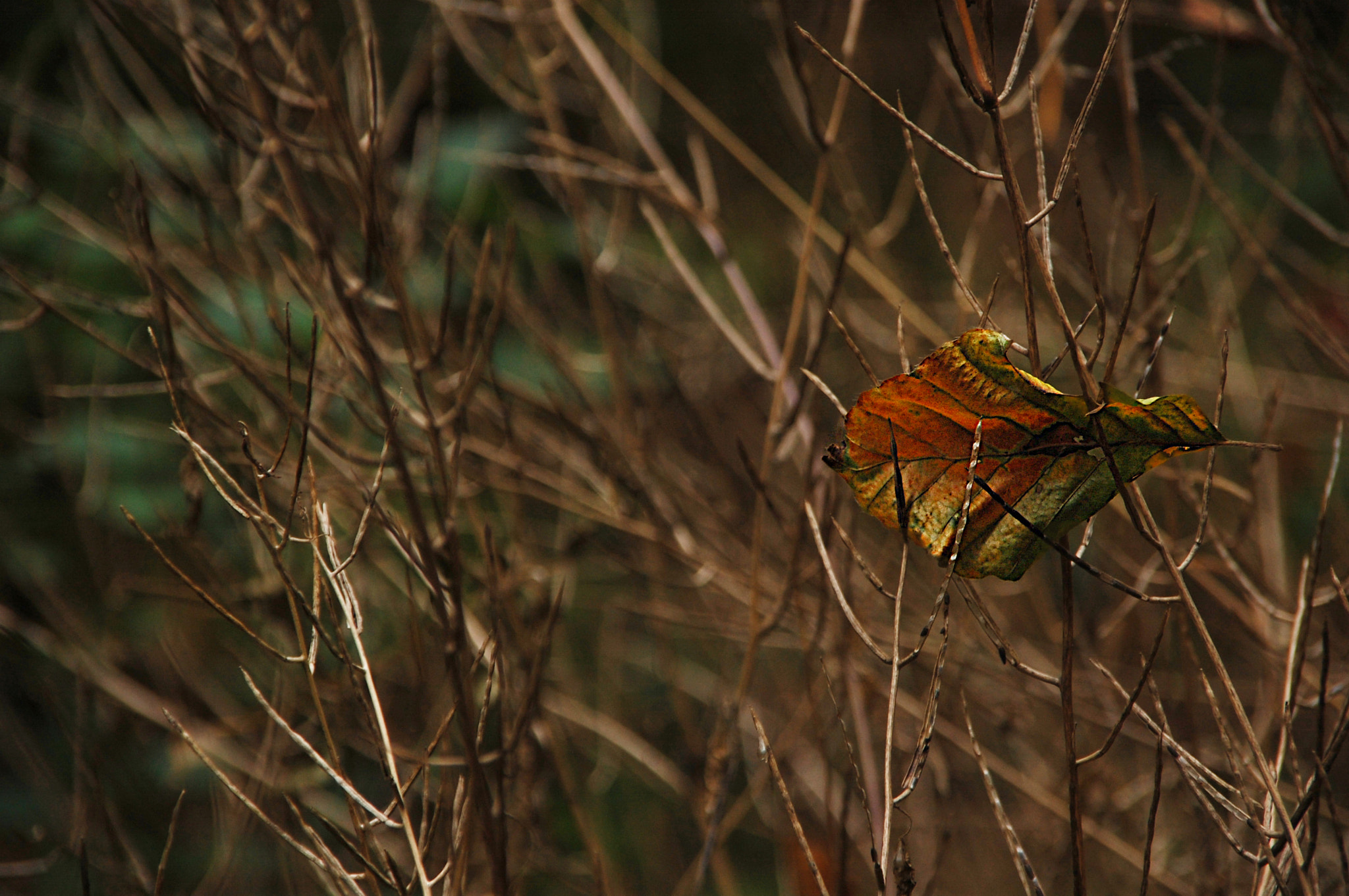 Nikon D40 + Sigma 18-200mm F3.5-6.3 DC sample photo. Trapped photography