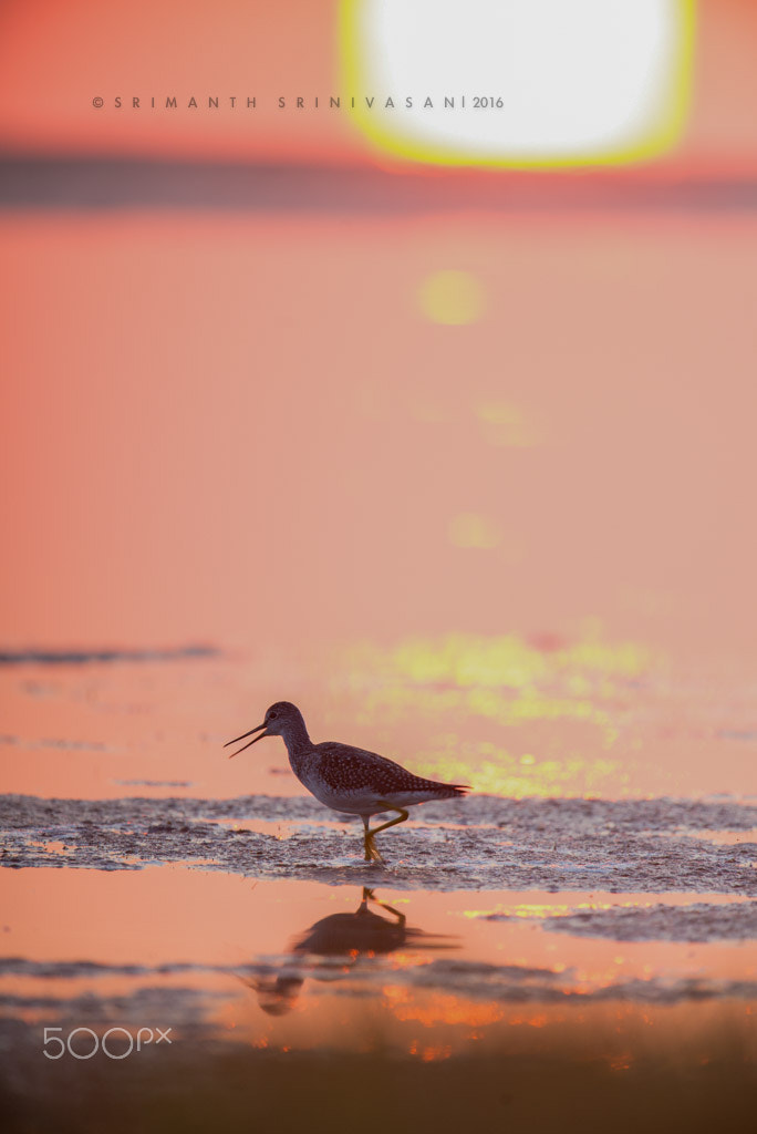 Nikon D610 + Nikon AF-S Nikkor 600mm F4G ED VR sample photo. Greater yellowlegs photography