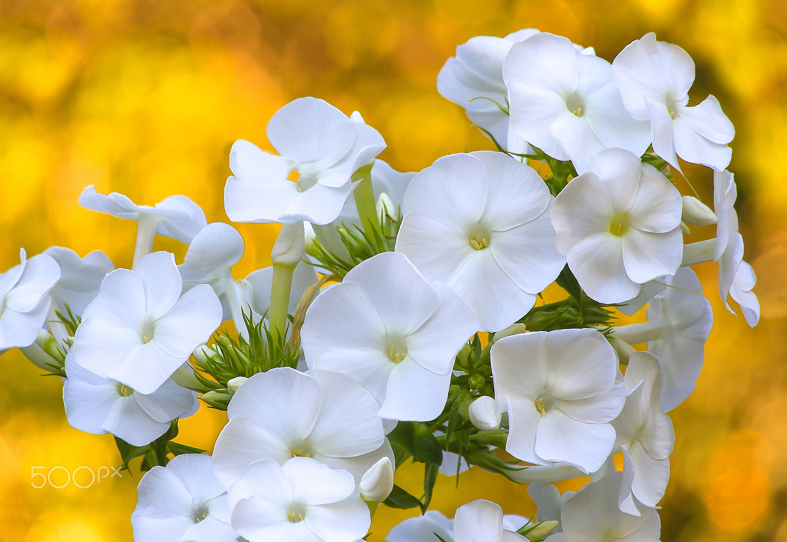 Sigma 70-300mm F4-5.6 APO DG Macro sample photo. Fine white phloxes photography