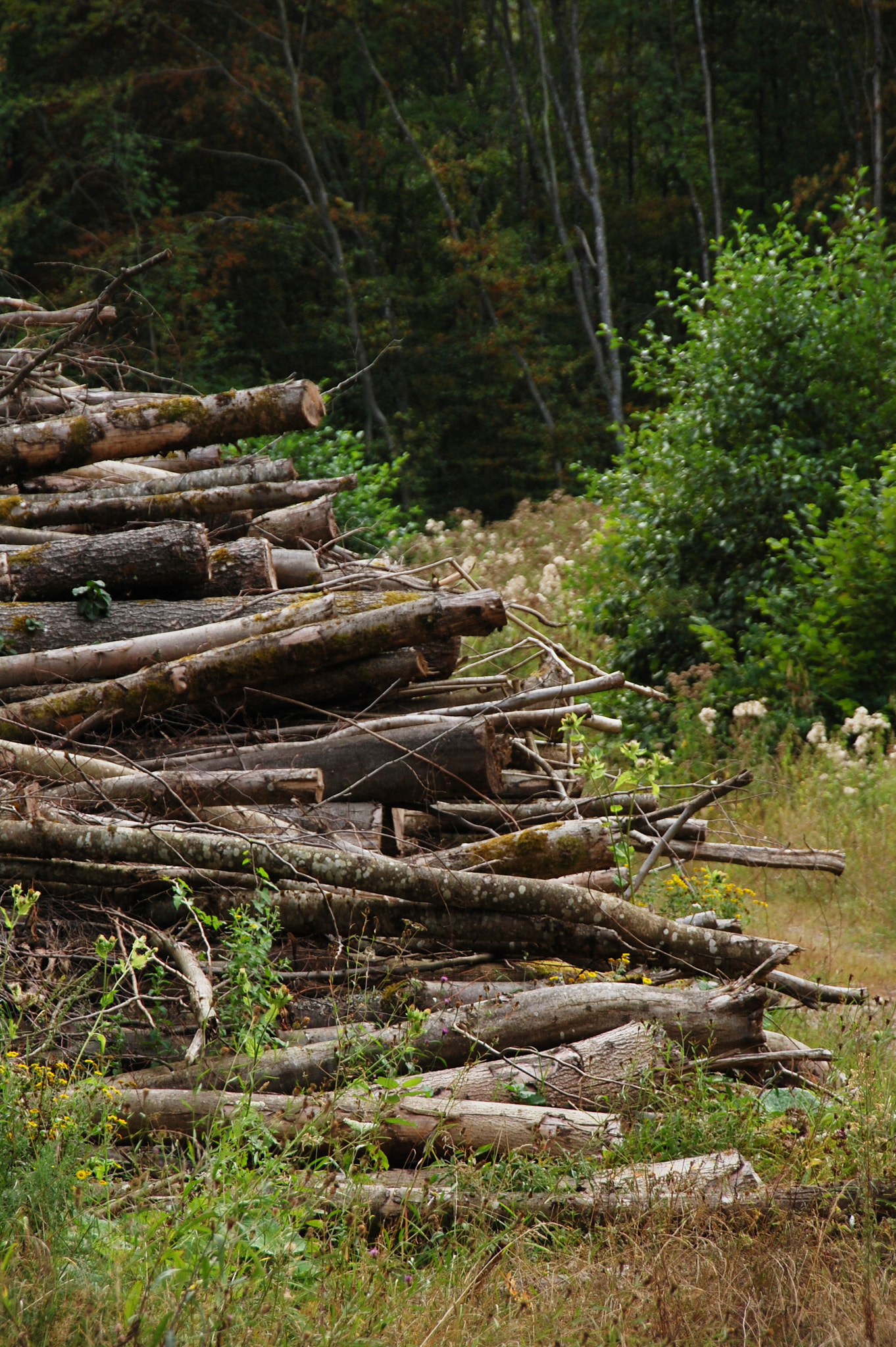 Nikon D40 + Sigma 18-200mm F3.5-6.3 DC sample photo. Wood photography