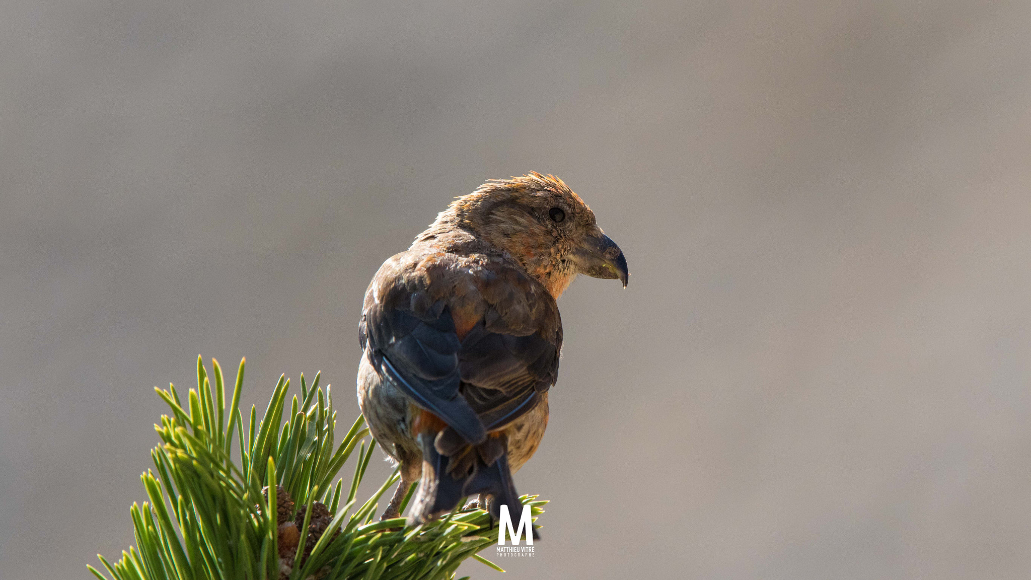 Canon EF 300mm F2.8L IS USM sample photo. A red crossbill in mont ventoux france©matthieu vitré photography