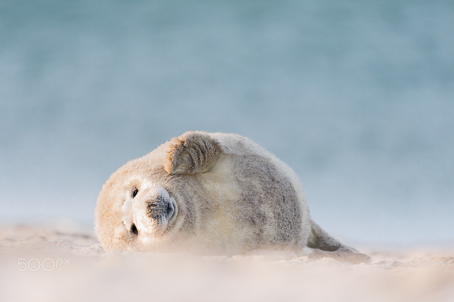 Nikon AF-S Nikkor 200-500mm F5.6E ED VR sample photo. Young grey seal photography