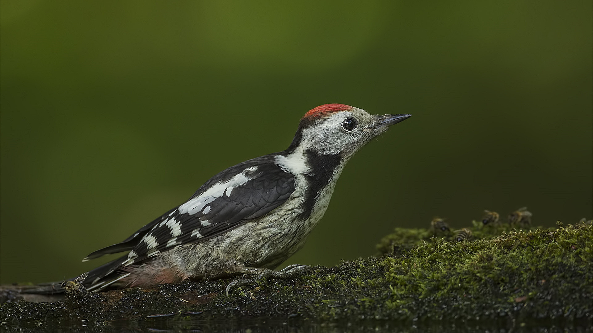 Canon EF 500mm F4L IS USM sample photo. Middle spotted woodpecker photography