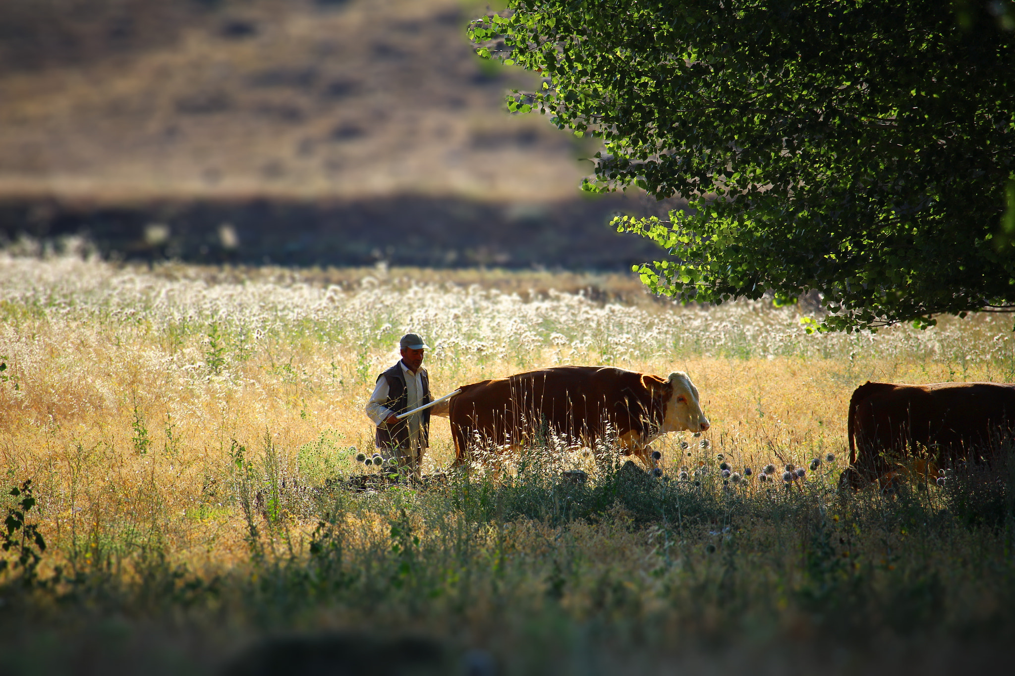 Canon EF-S 55-250mm F4-5.6 IS STM sample photo. Kurban photography