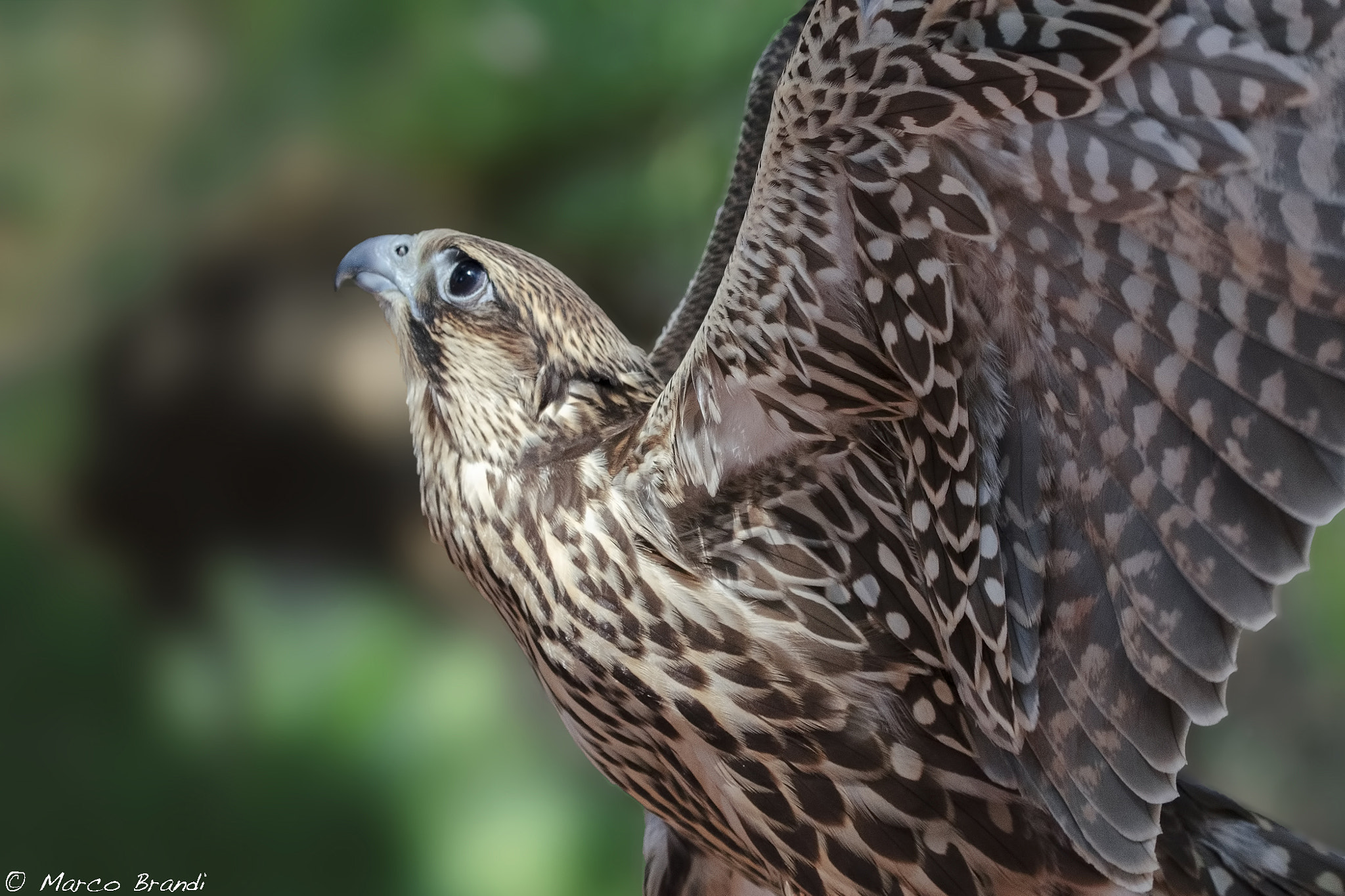 Sigma 150-600mm F5-6.3 DG OS HSM | S sample photo. Falco sacro photography
