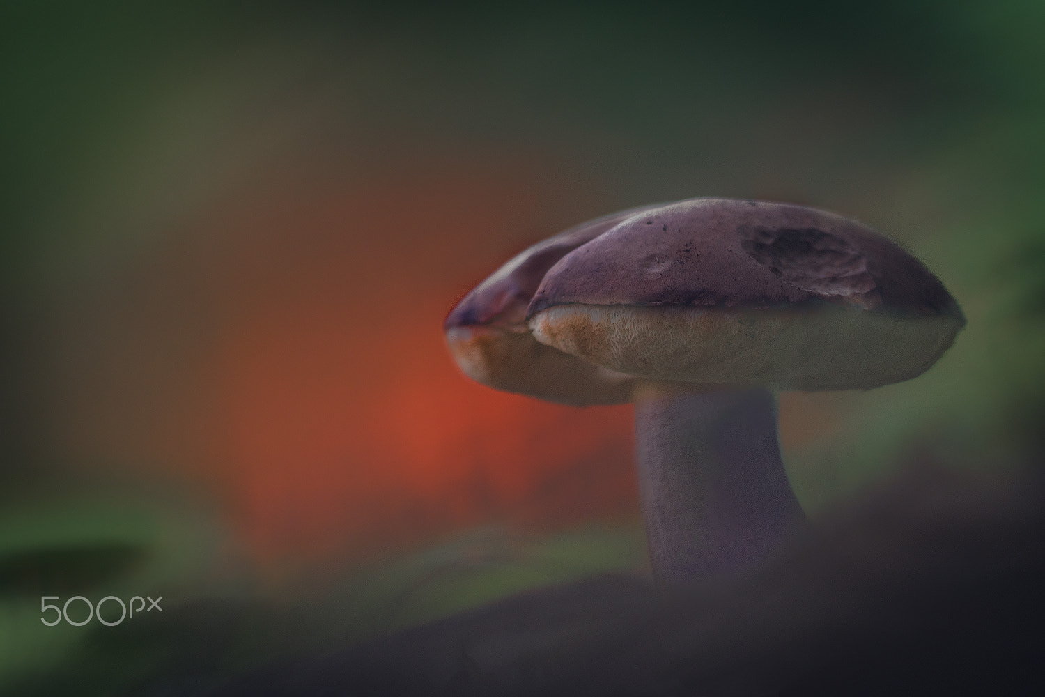Sigma 150mm F2.8 EX DG Macro HSM sample photo. The last light in the forest photography