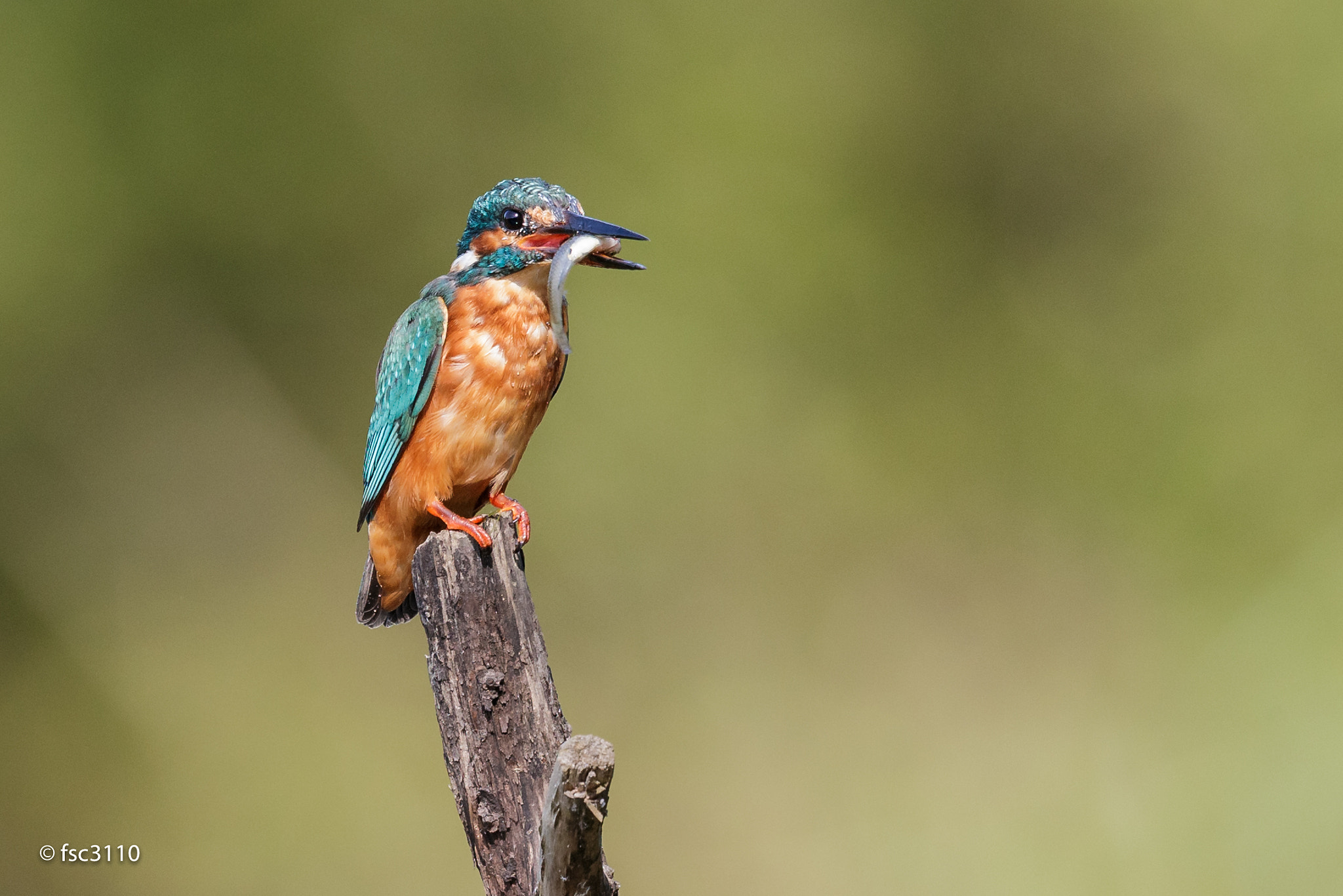 Canon EF 500mm F4L IS II USM sample photo. European kingfisher with a fish photography