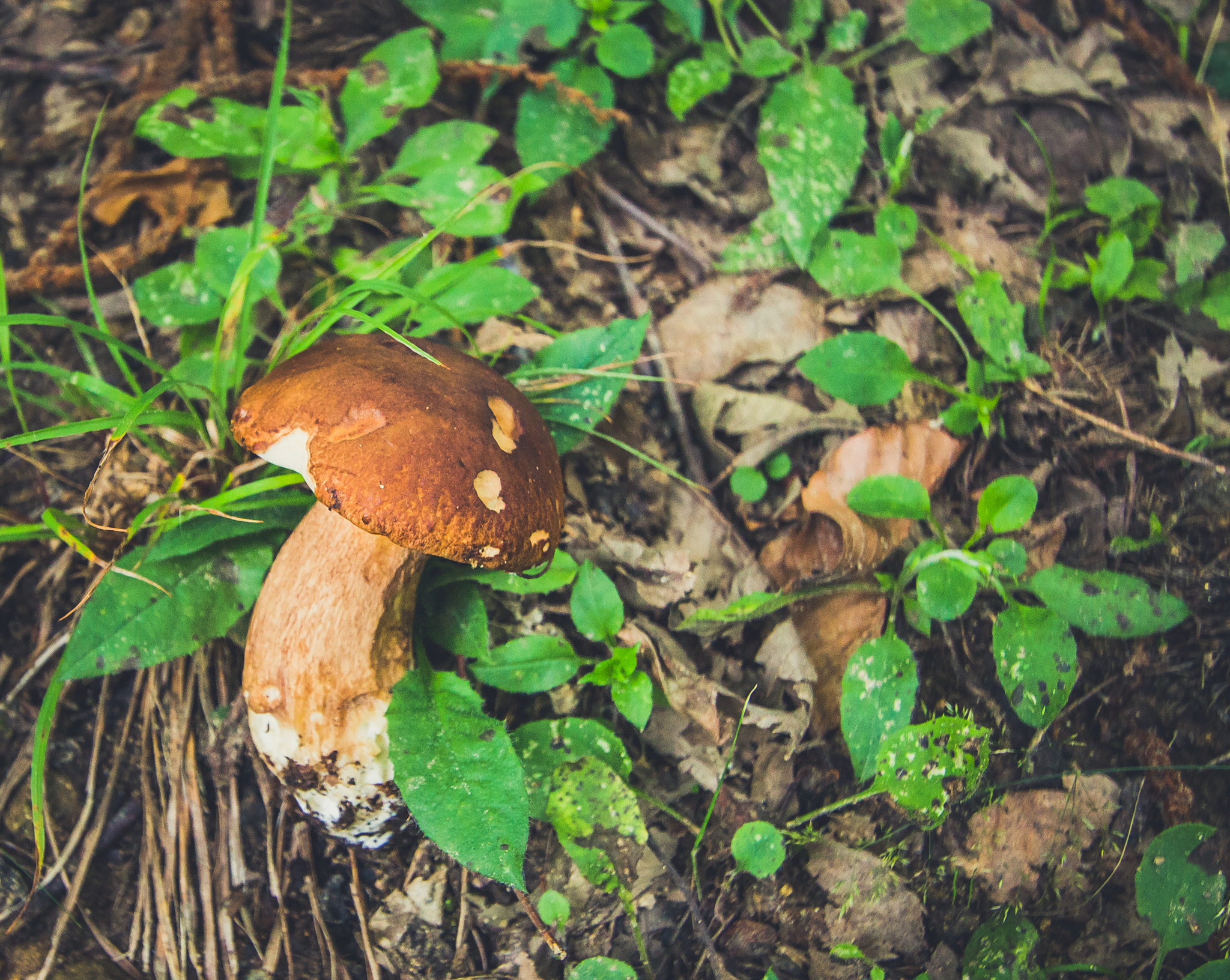 Canon EF-S 10-22mm F3.5-4.5 USM sample photo. Mushroom season photography