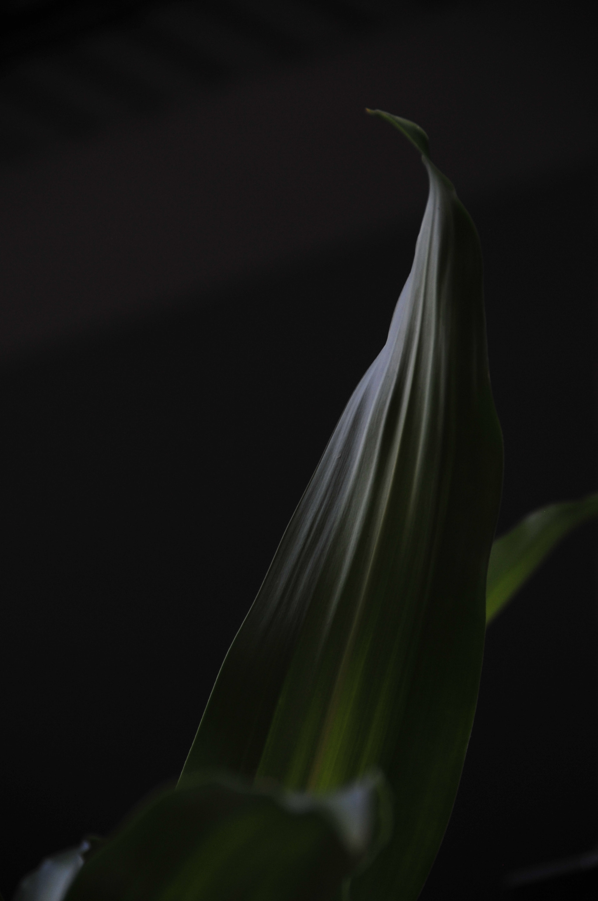 Nikon D3 sample photo. .. photography