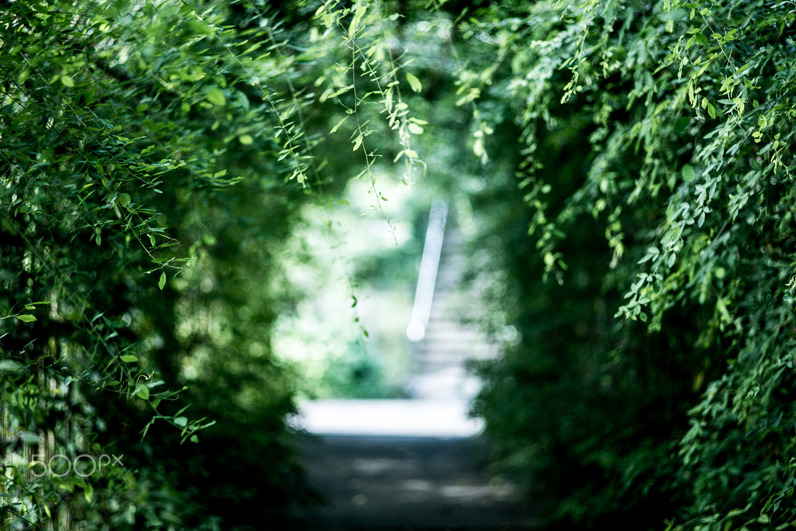 Pentax K-1 + Pentax smc FA 77mm 1.8 Limited sample photo. Bush clover of tunnel photography
