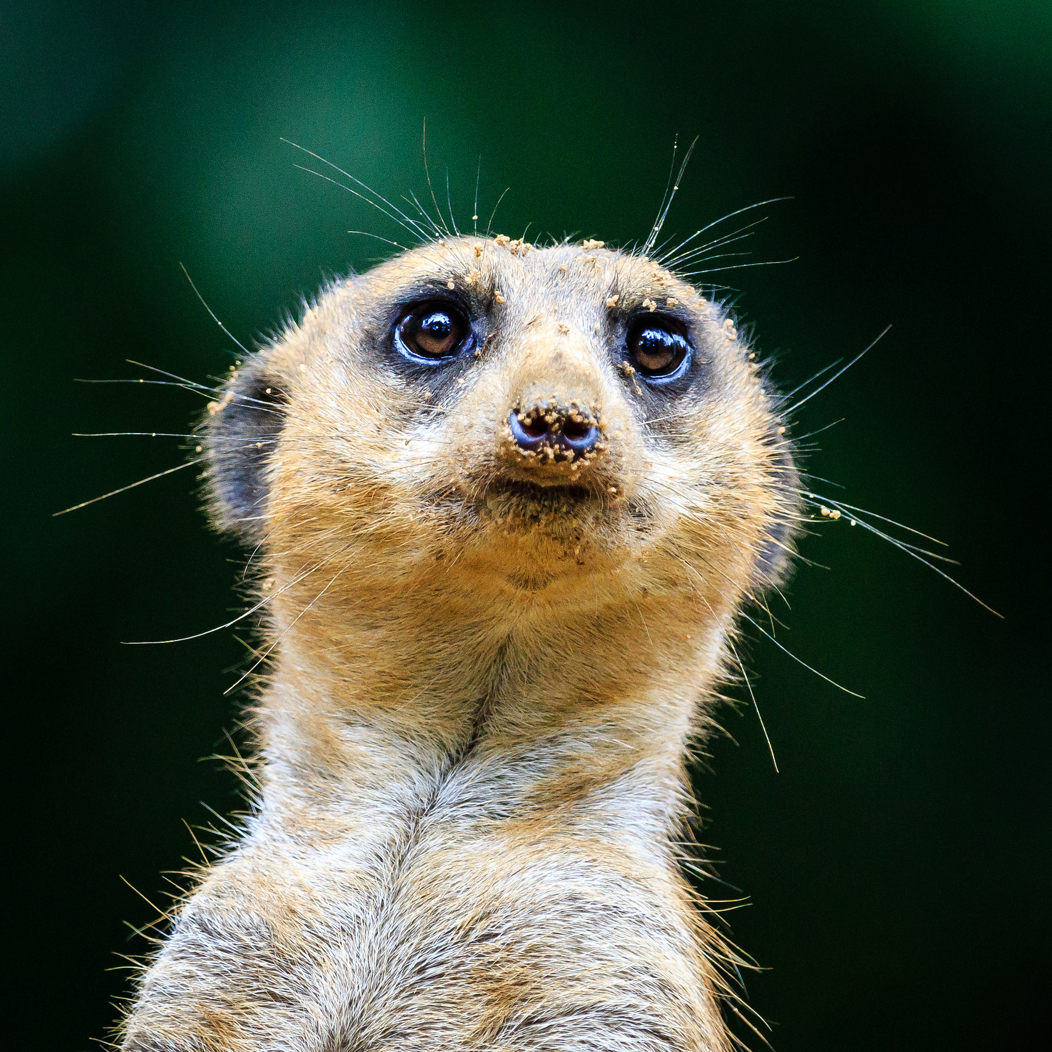 Canon EOS 7D Mark II + Canon EF 70-200mm F2.8L IS II USM sample photo. Zoo duisburg photography