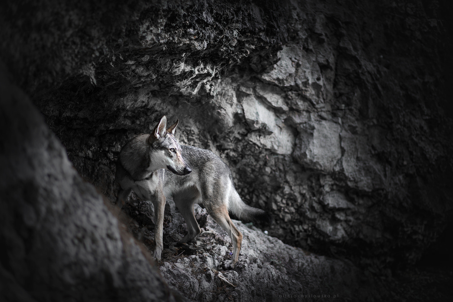 Canon EF 85mm F1.8 USM sample photo. The darkness photography
