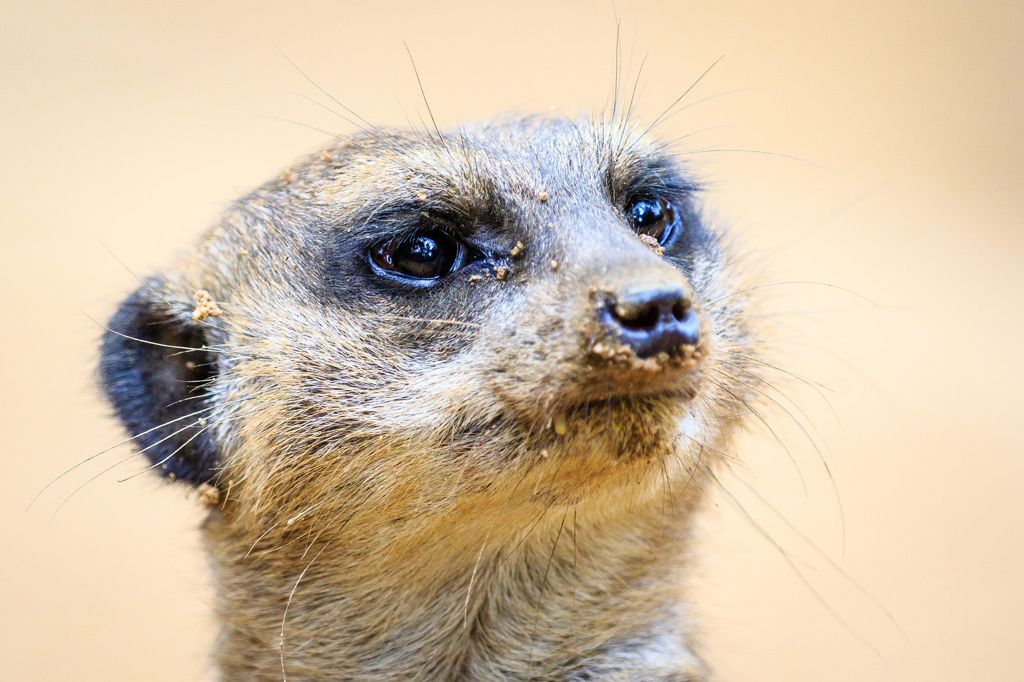 Canon EOS 7D Mark II + Canon EF 70-200mm F2.8L IS II USM sample photo. Zoo duisburg photography