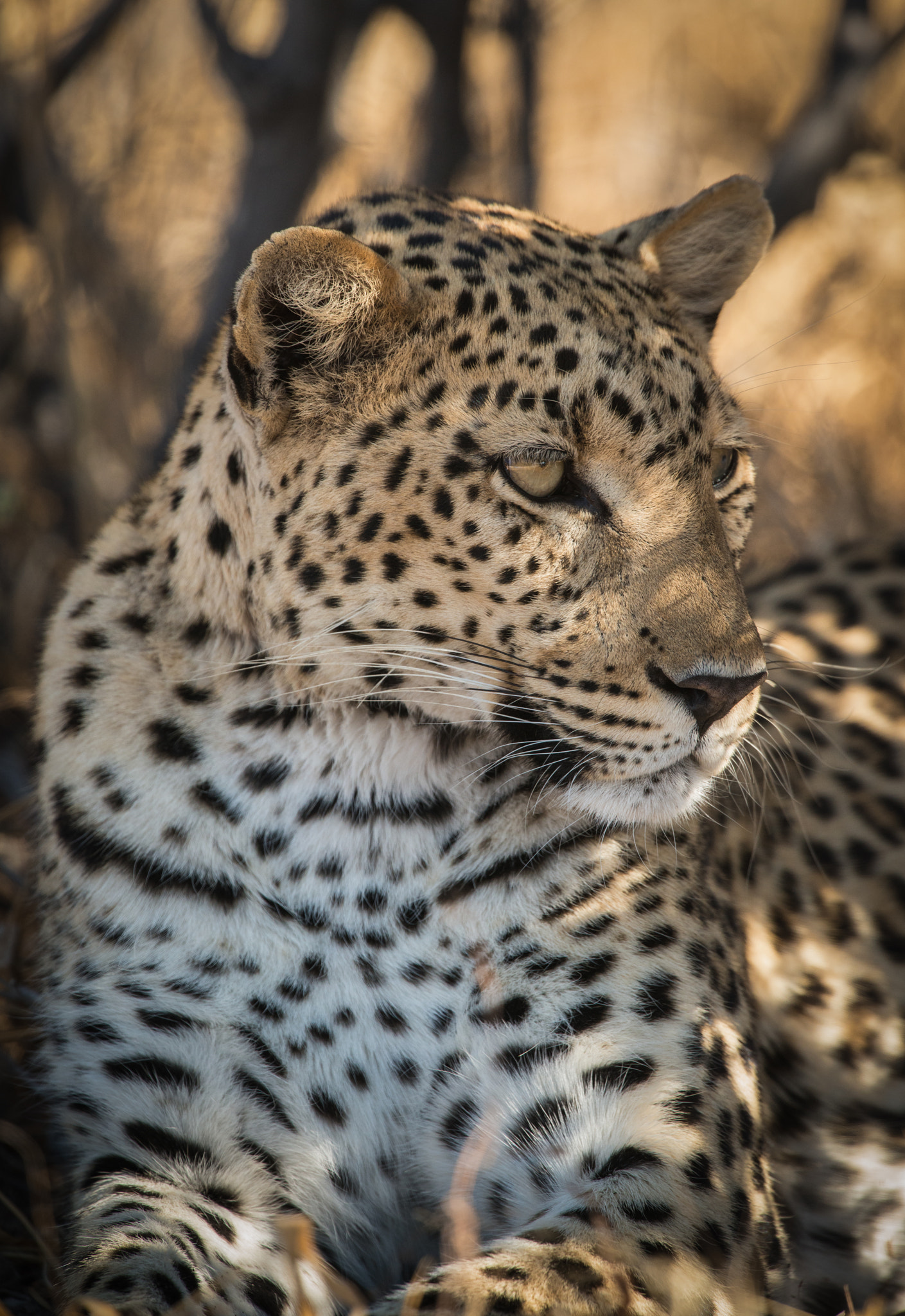 Nikon D800E + Nikon AF-S Nikkor 500mm F4G ED VR sample photo. Leopard portrait photography