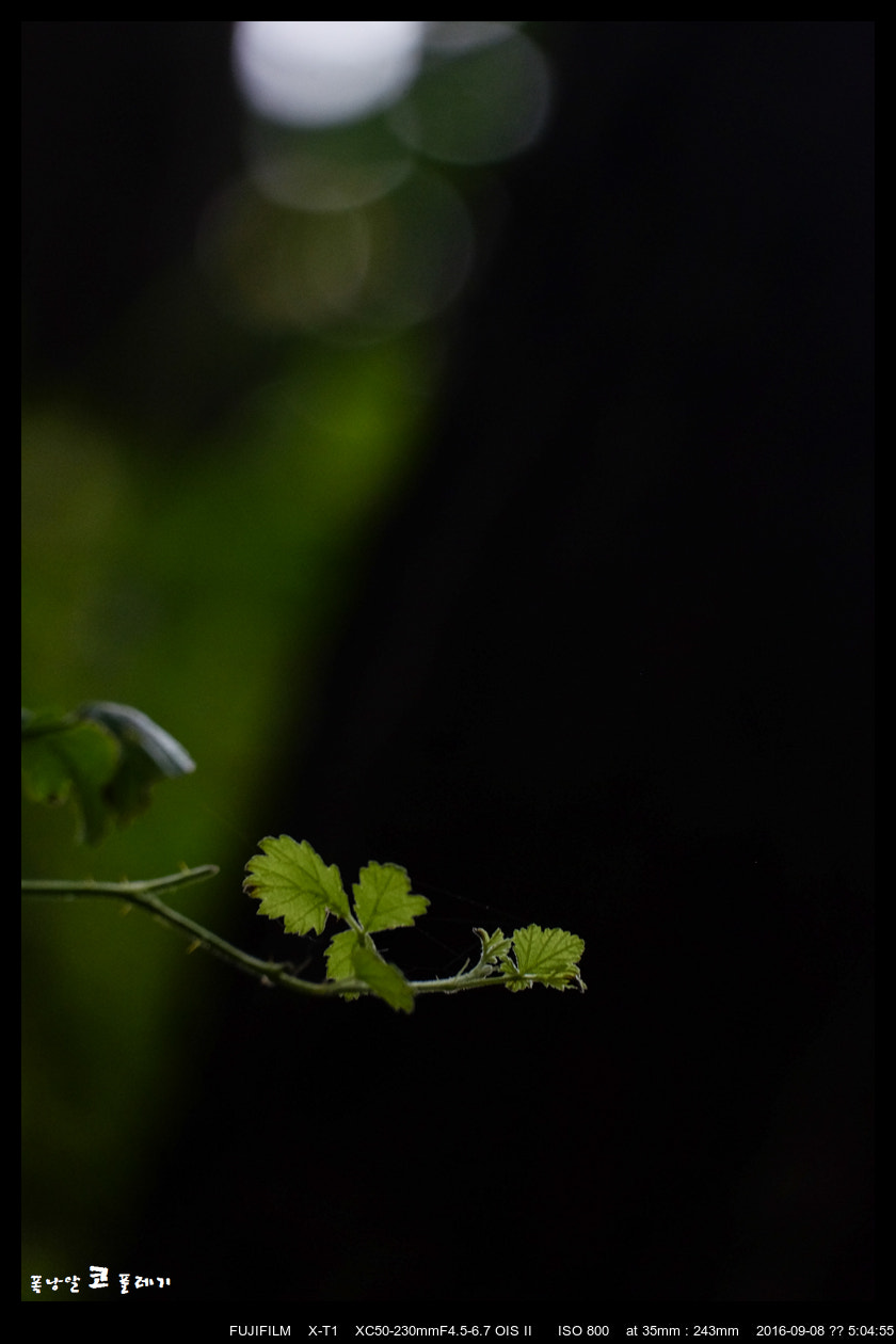 Fujifilm X-T1 + Fujifilm XC 50-230mm F4.5-6.7 OIS II sample photo. Life photography