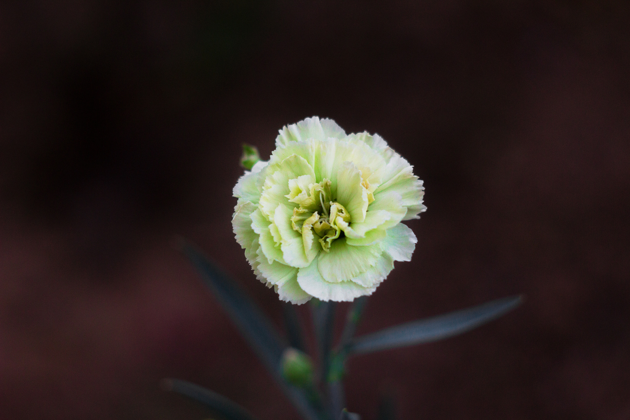 Canon EF 35-80mm f/4-5.6 sample photo. Green carnation photography