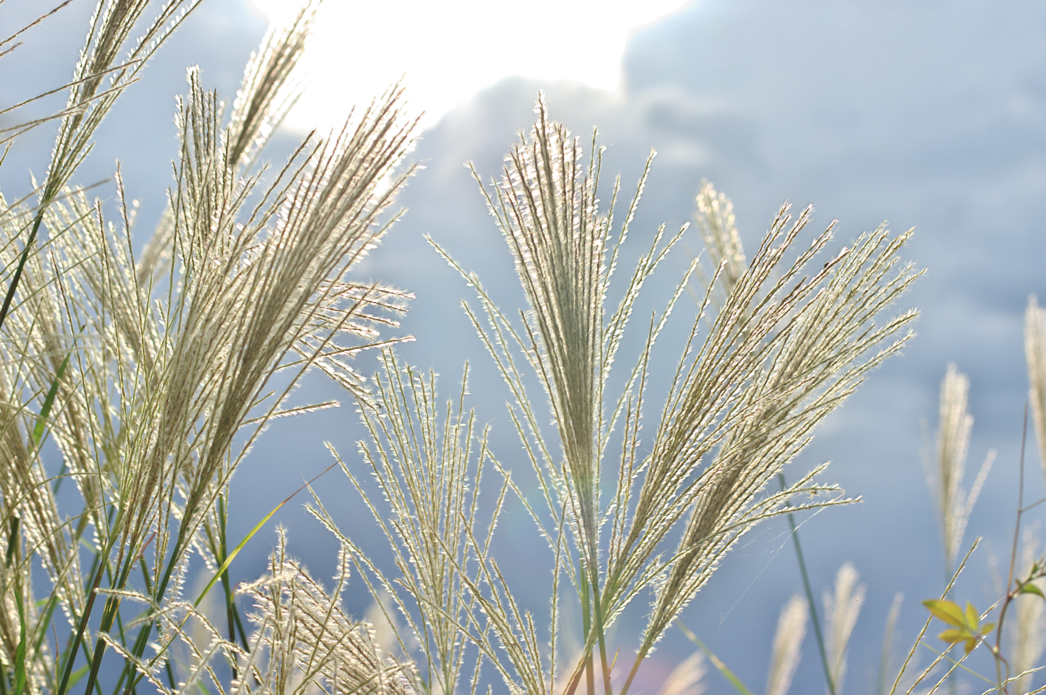 Pentax K-3 + Pentax smc DA* 55mm F1.4 SDM sample photo. The smell of an autumn.... photography
