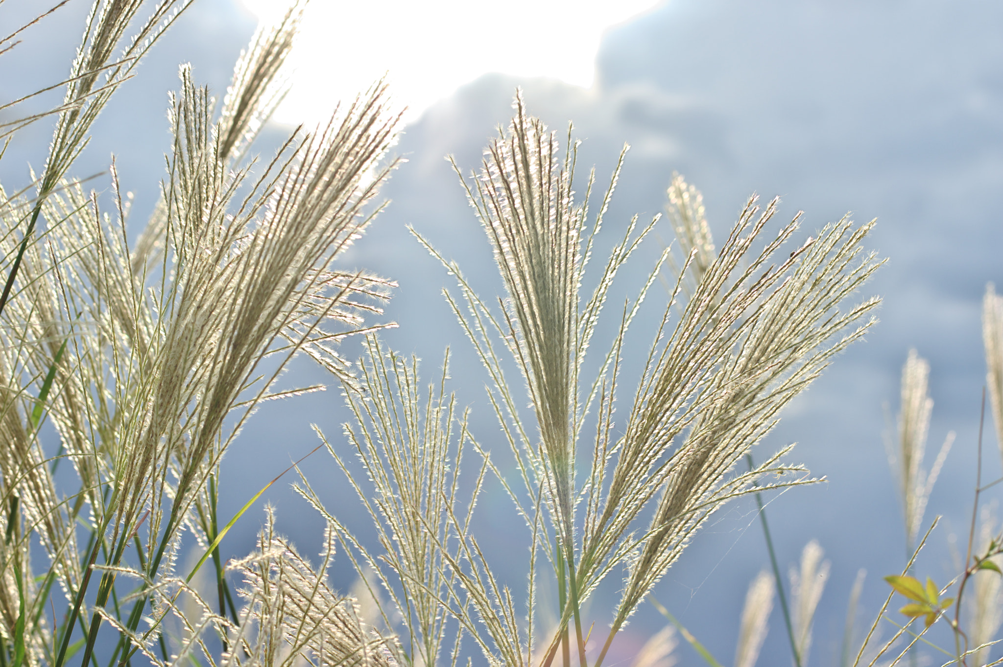 Pentax K-3 sample photo. The smell of an autumn.... photography