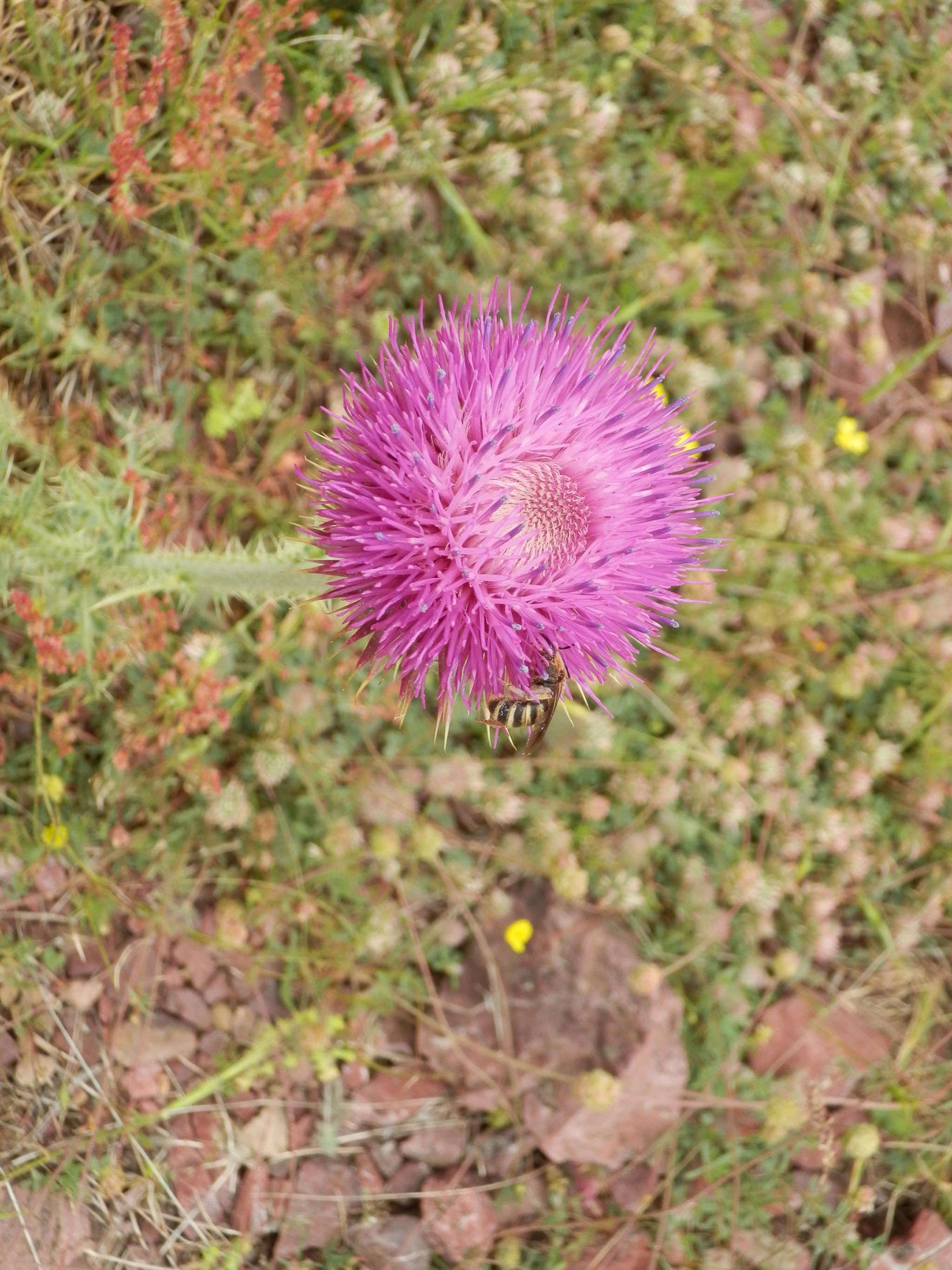 Olympus SH-21 sample photo. Flower photography