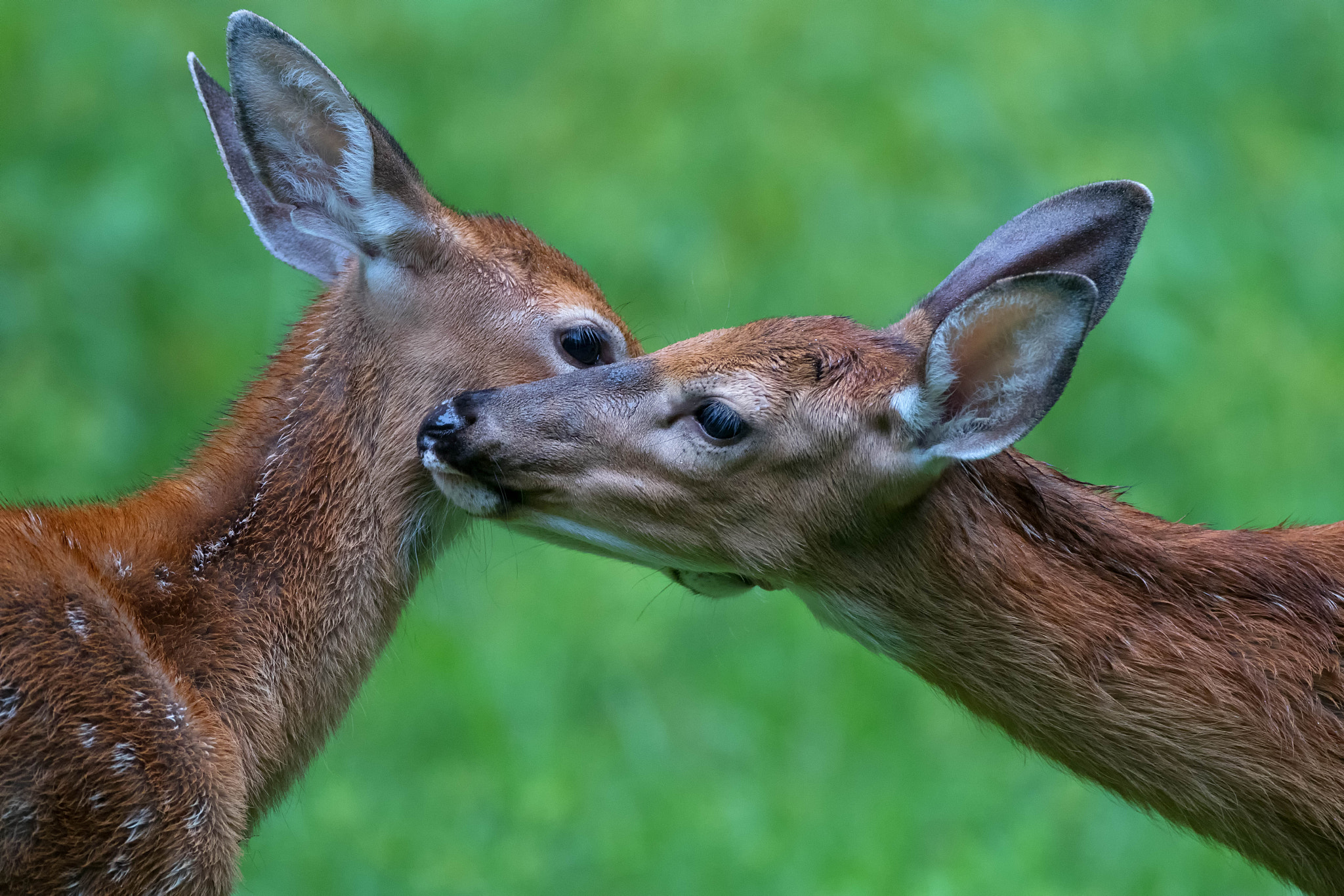 Canon EF 500mm F4L IS USM sample photo. Fawns photography