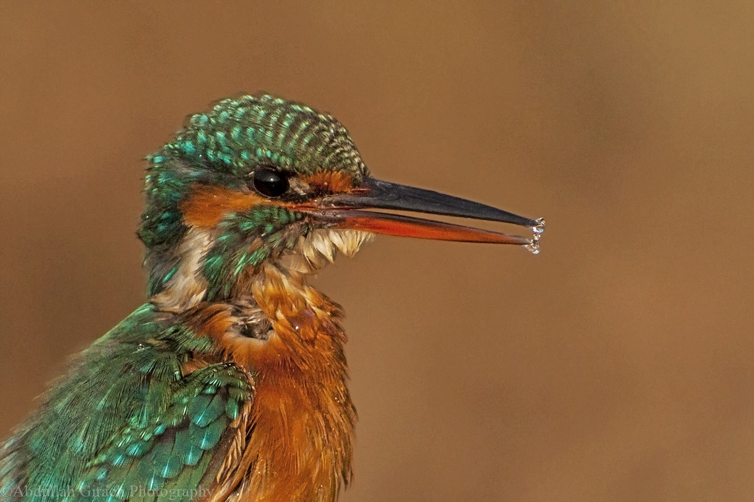 Canon EOS 500D (EOS Rebel T1i / EOS Kiss X3) + Canon EF 400mm F5.6L USM sample photo. Kingfisher pearls photography