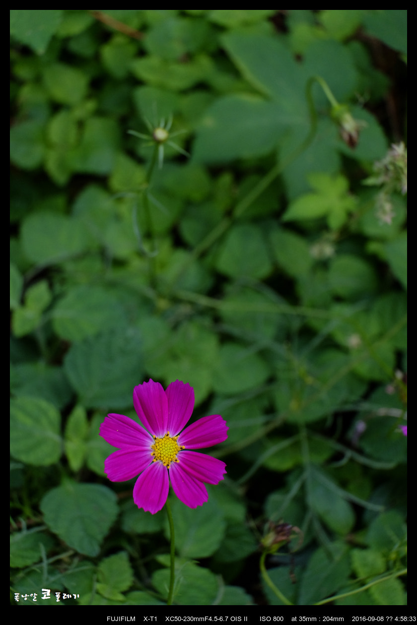 Fujifilm X-T1 + Fujifilm XC 50-230mm F4.5-6.7 OIS II sample photo. Autumn flower photography