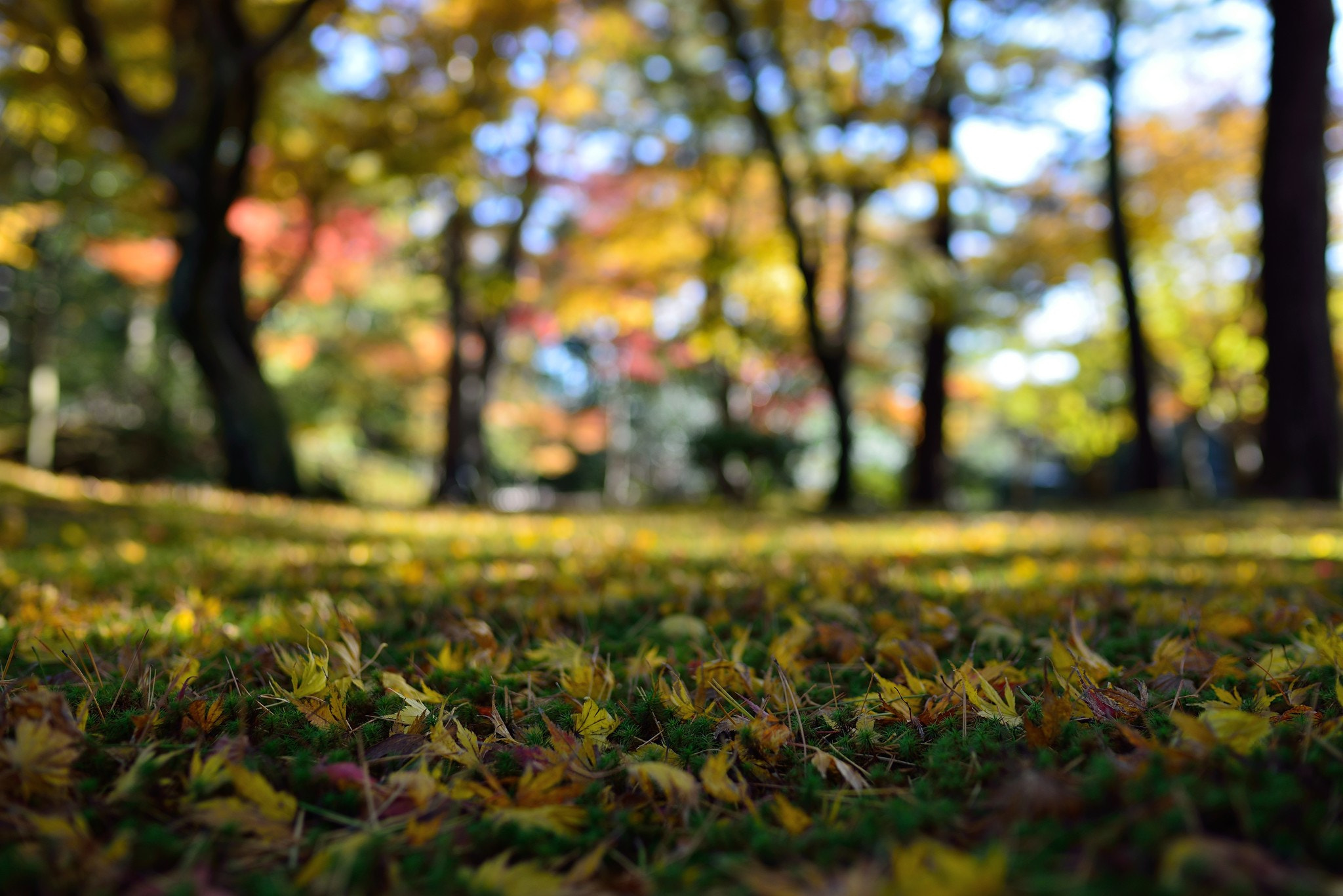 ZEISS Distagon T* 35mm F1.4 sample photo. Beauty of autumn in japan photography