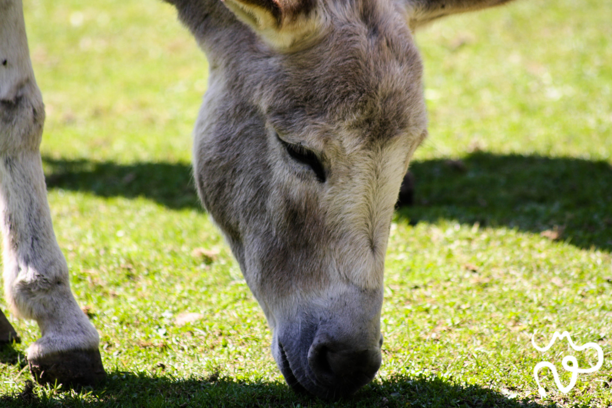 Sigma 70-300mm F4-5.6 APO DG Macro sample photo. Eating donkey photography