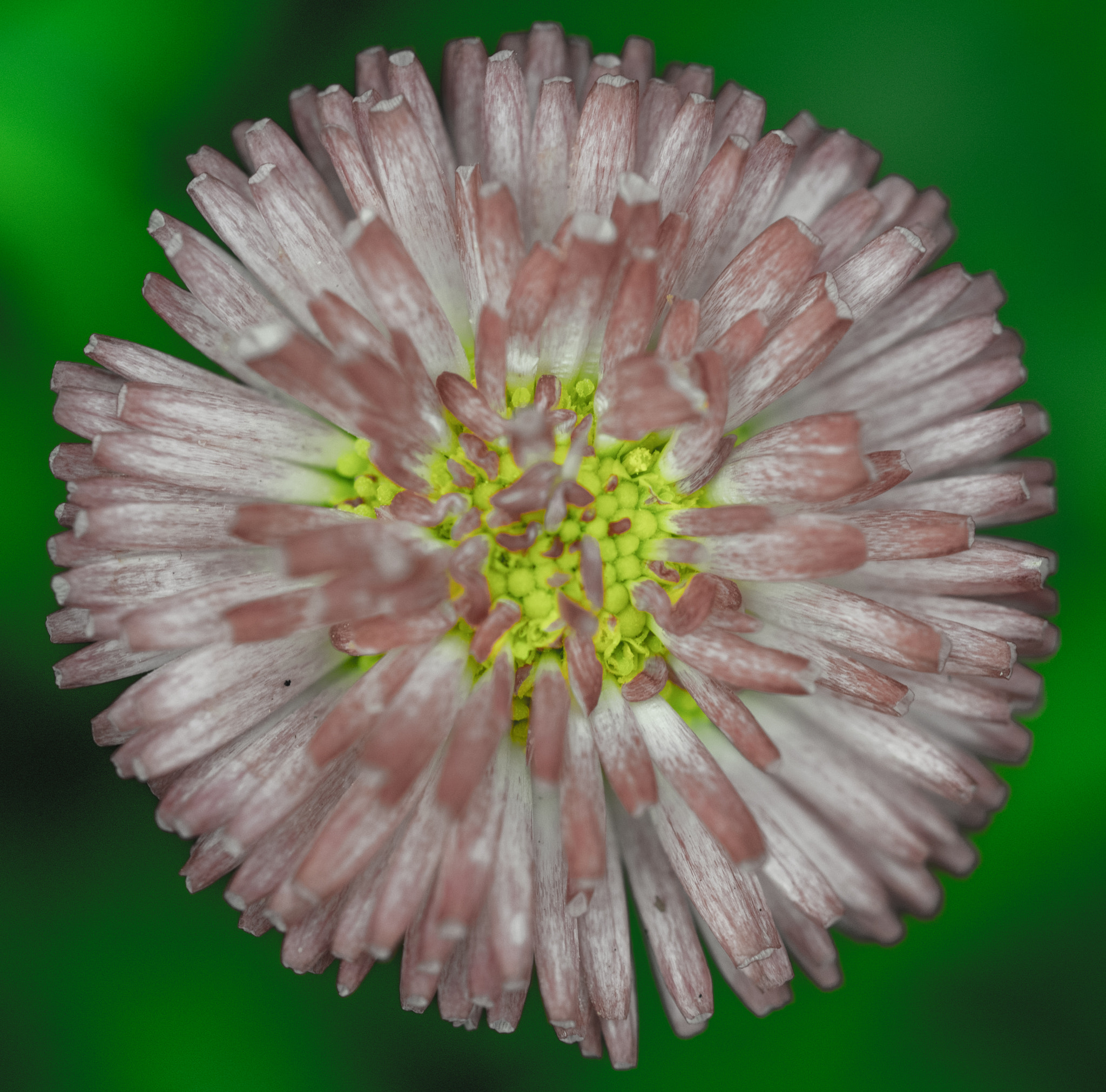 Panasonic Lumix DMC-GM1 sample photo. Radial flower photography