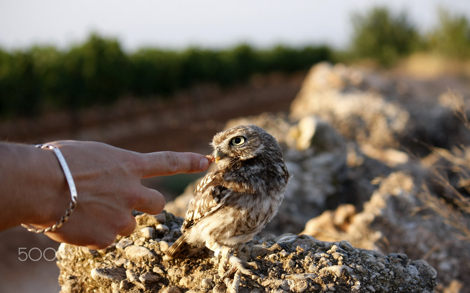 Canon EF-S 55-250mm F4-5.6 IS sample photo. Lunch time! | athene noctua photography