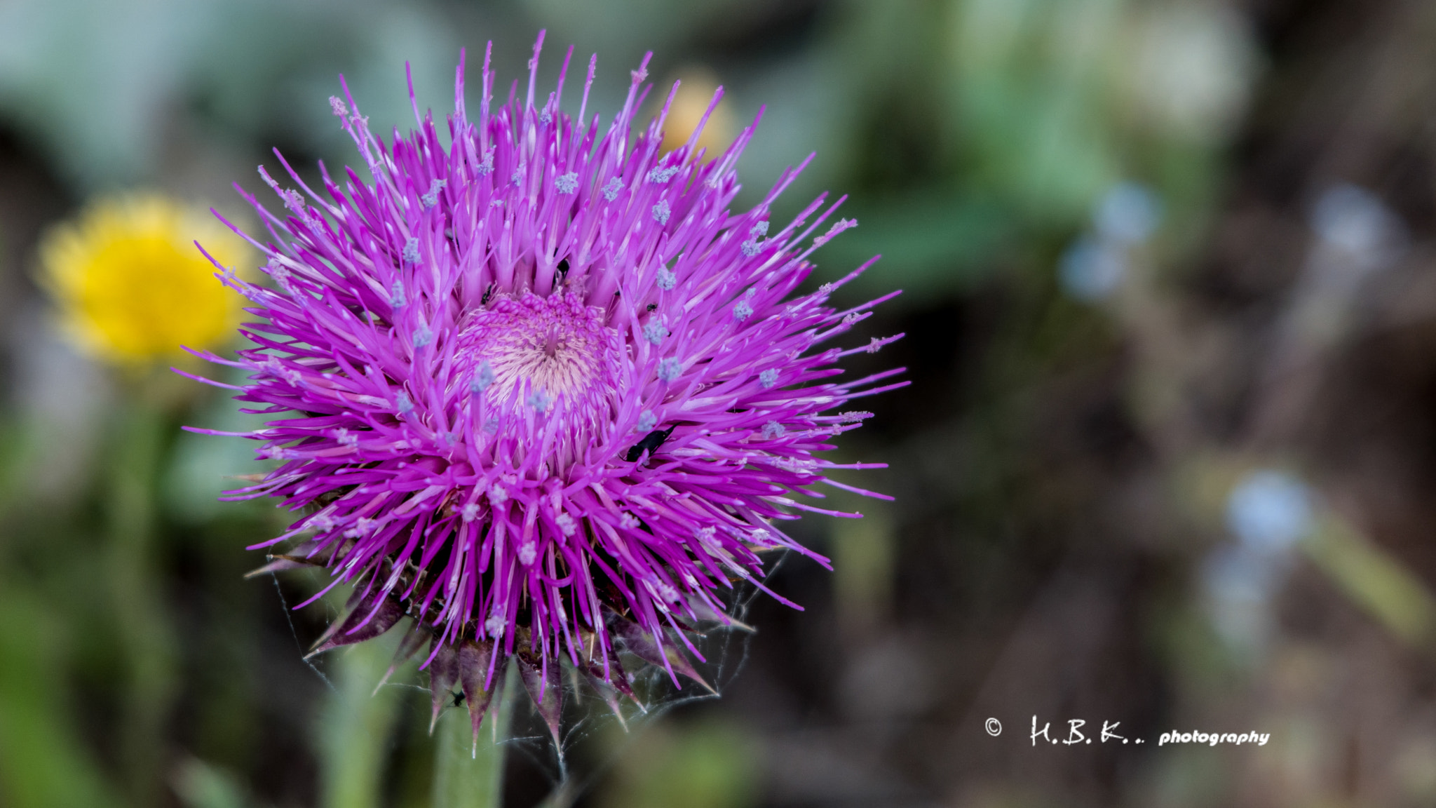 Samsung NX500 + Samsung NX 50-200mm F4-5.6 ED OIS sample photo. Close your eyes and dream a flower... photography