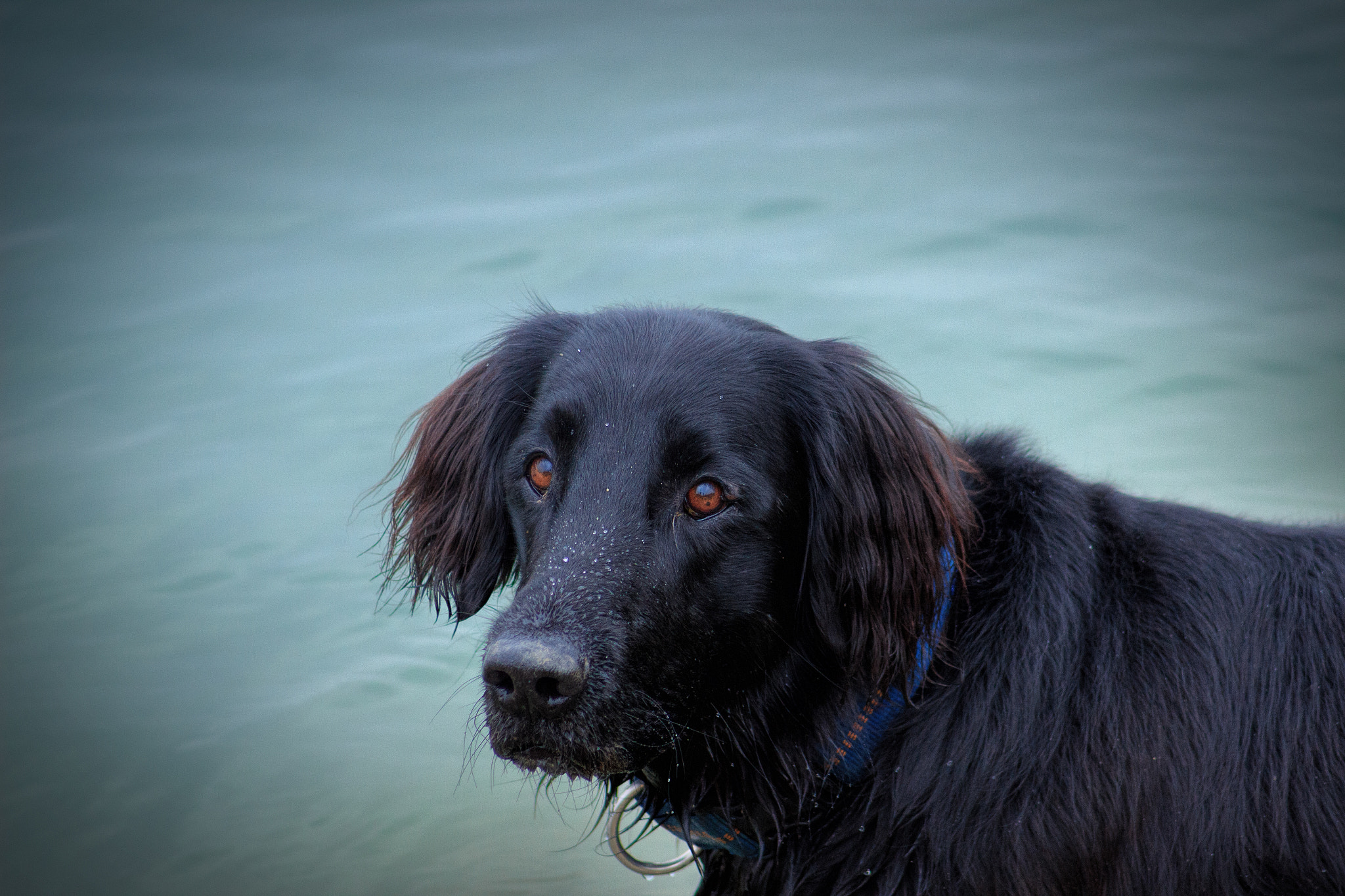 Canon EF 55-200mm F4.5-5.6 II USM sample photo. Attentive photography